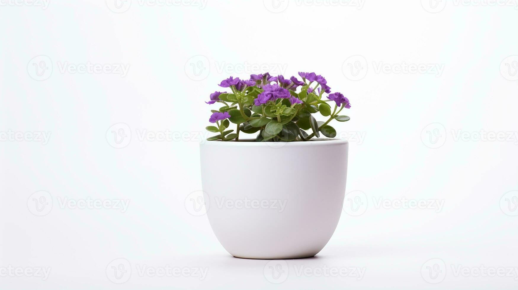 Photo of Rockcress flower in pot isolated on white background. Generative AI