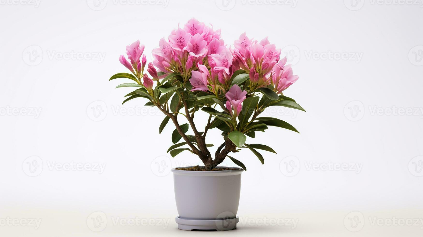 Photo of Rhododendron flower in pot isolated on white background. Generative AI
