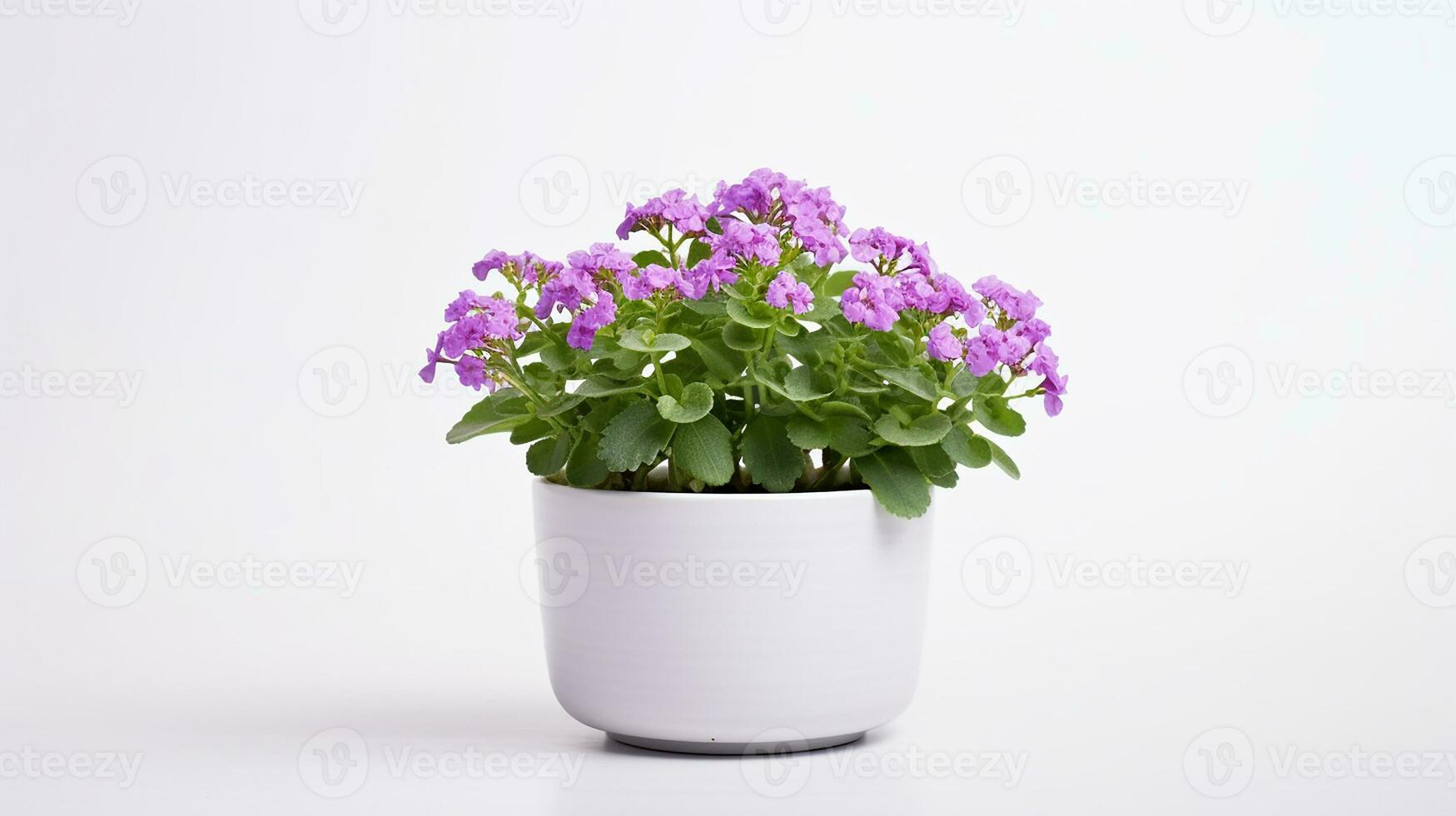 Photo of Rockcress flower in pot isolated on white background. Generative AI