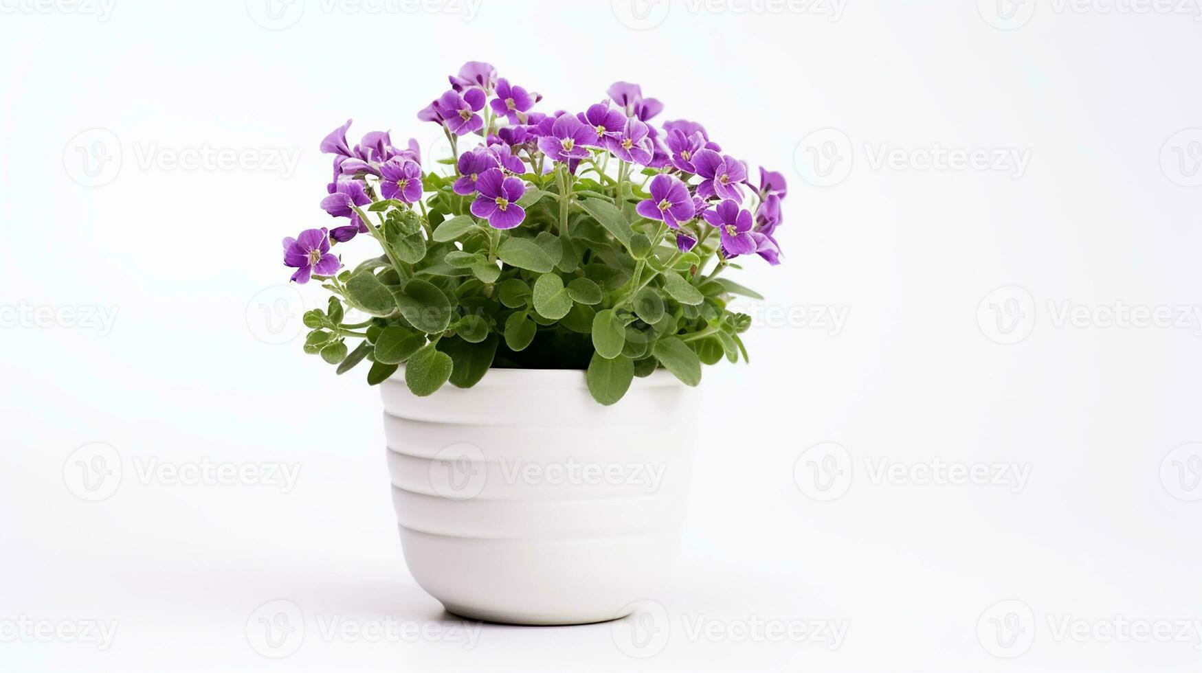 Photo of Rockcress flower in pot isolated on white background. Generative AI