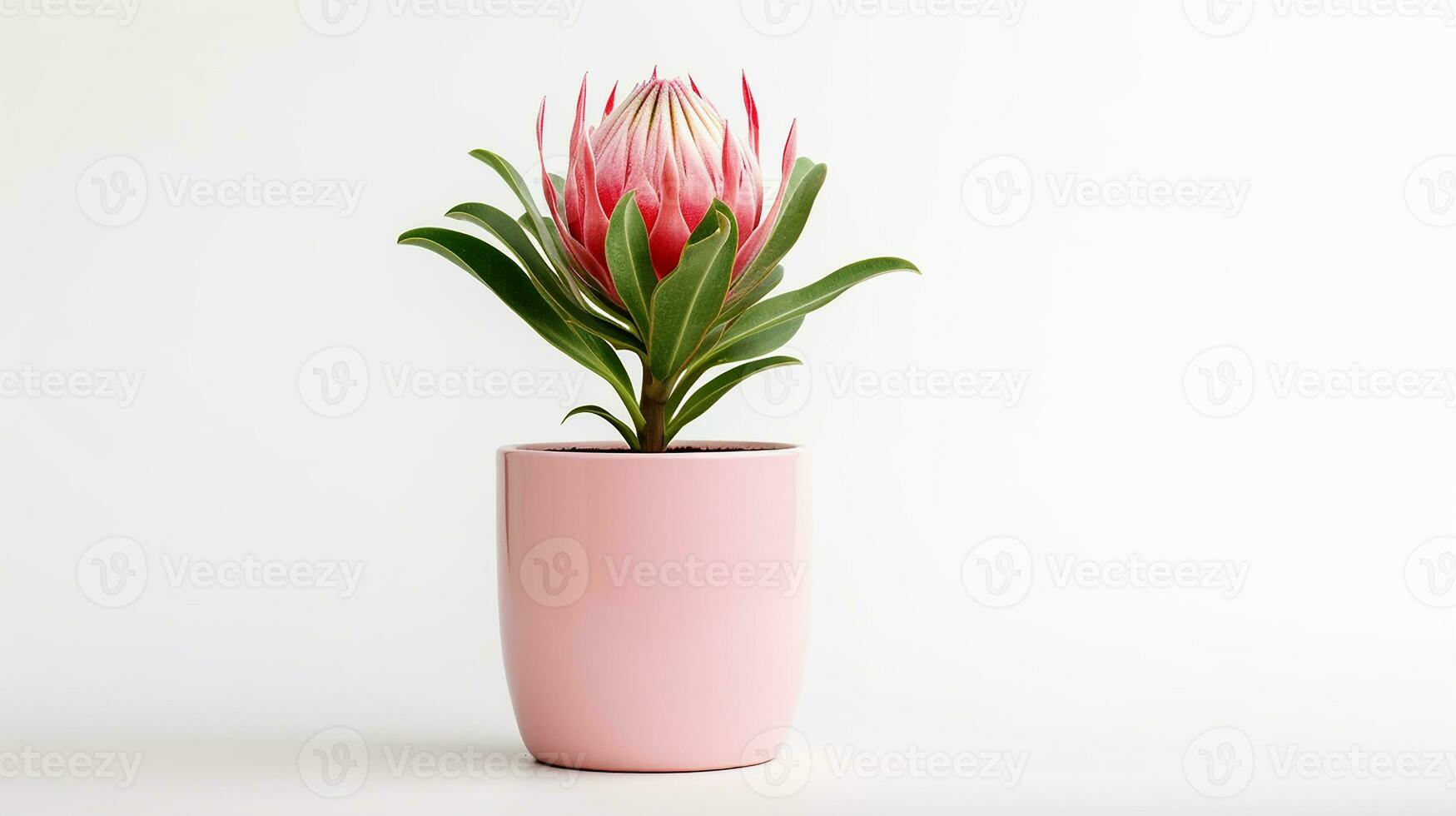 Photo of Protea flower in pot isolated on white background. Generative AI