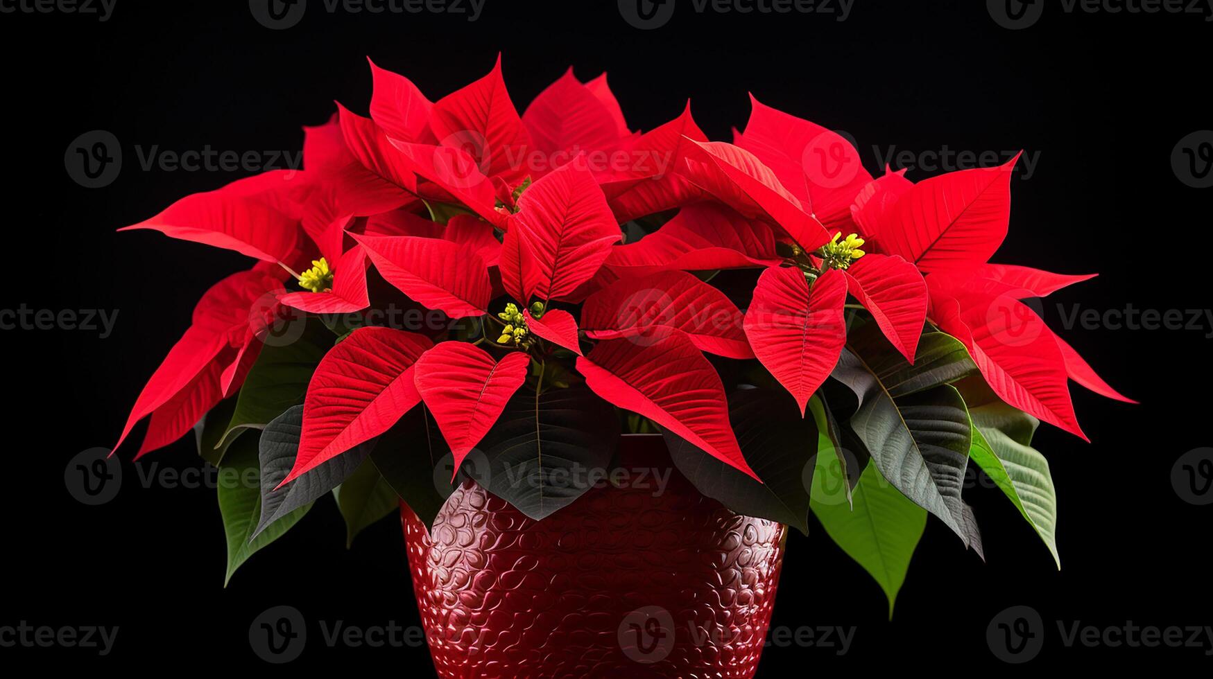 Photo of Poinsettia flower in pot isolated on white background. Generative AI