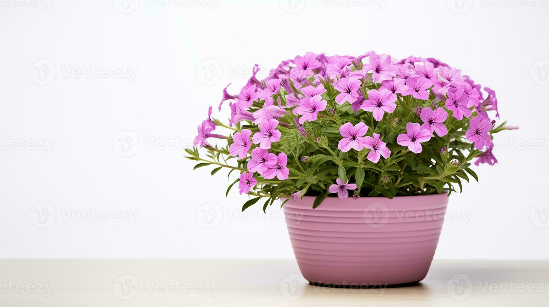 Photo of Phlox flower in pot isolated on white background. Generative AI