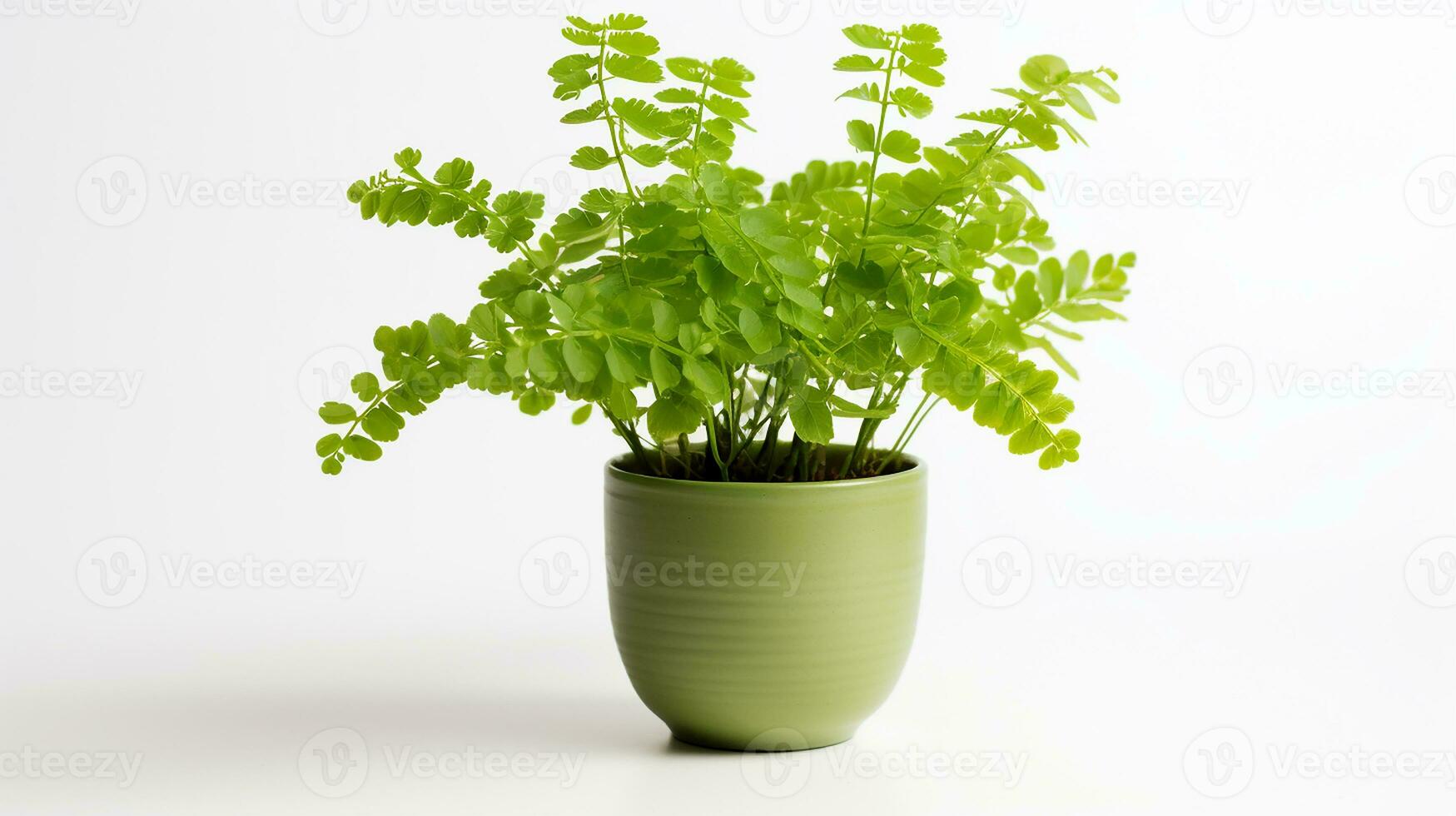 Photo of Maidenhair Fern flower in pot isolated on white background. Generative AI