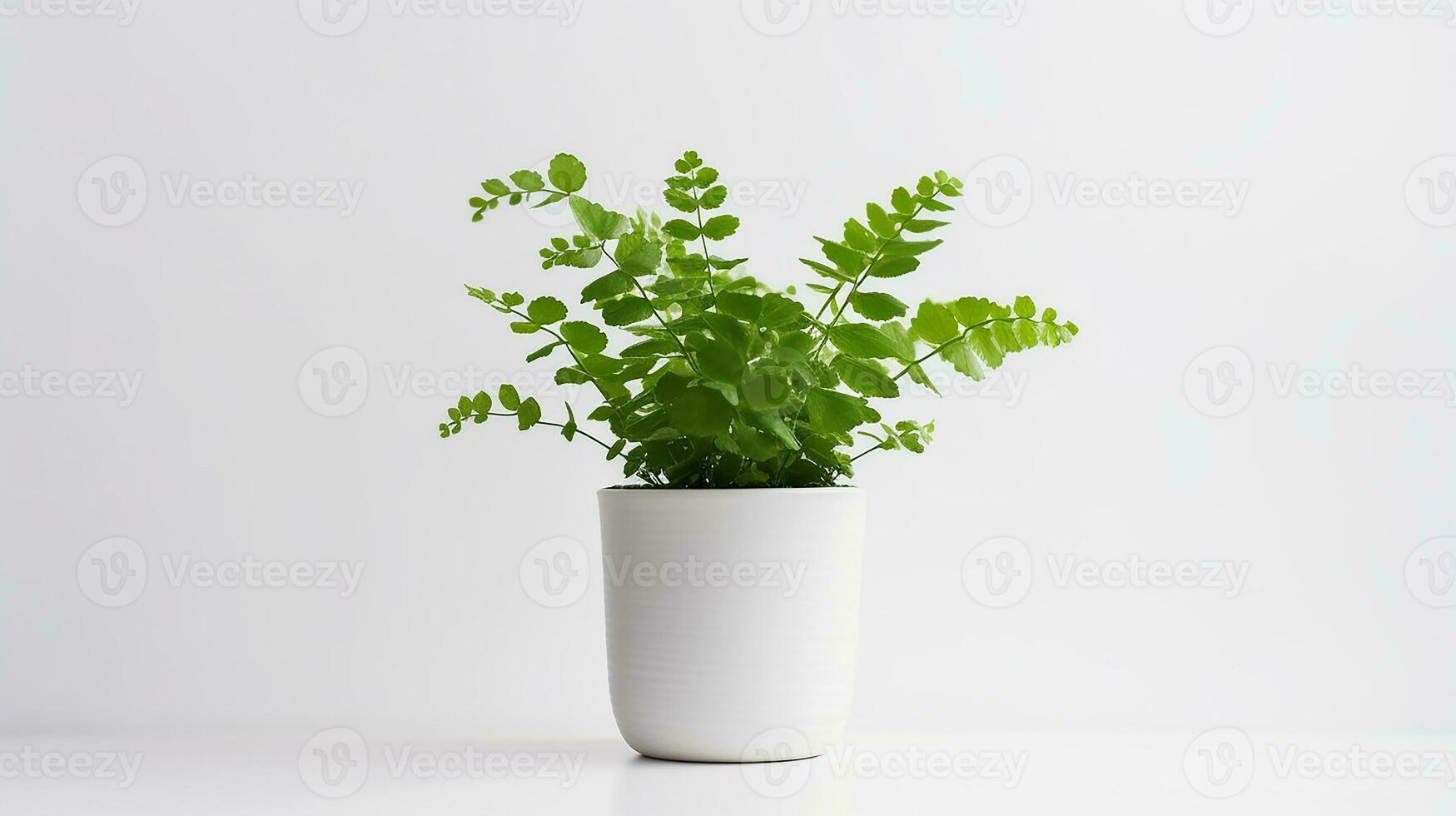 Photo of Maidenhair Fern flower in pot isolated on white background. Generative AI