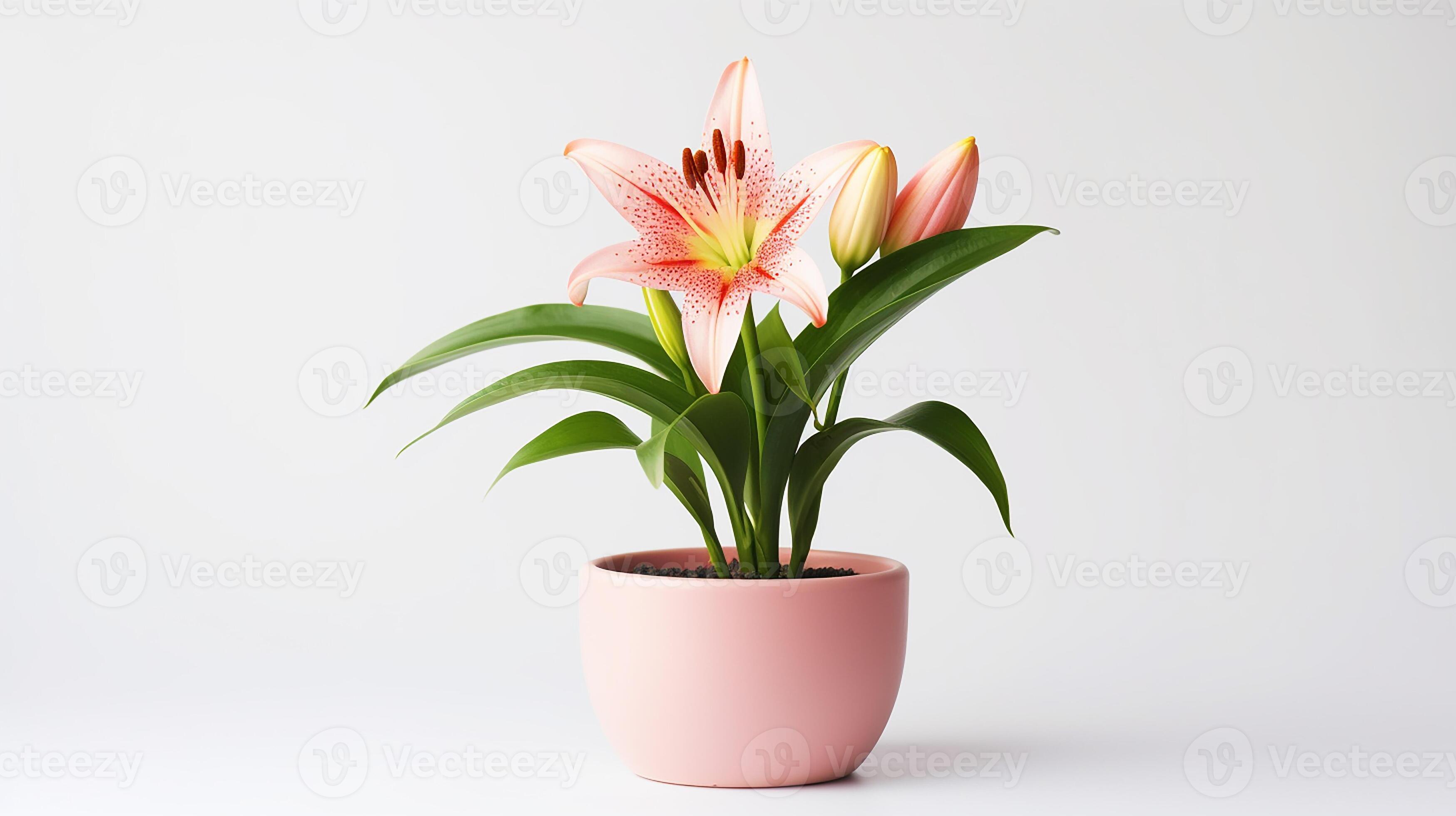 Photo of lily flower in pot isolated on white background. Generative AI