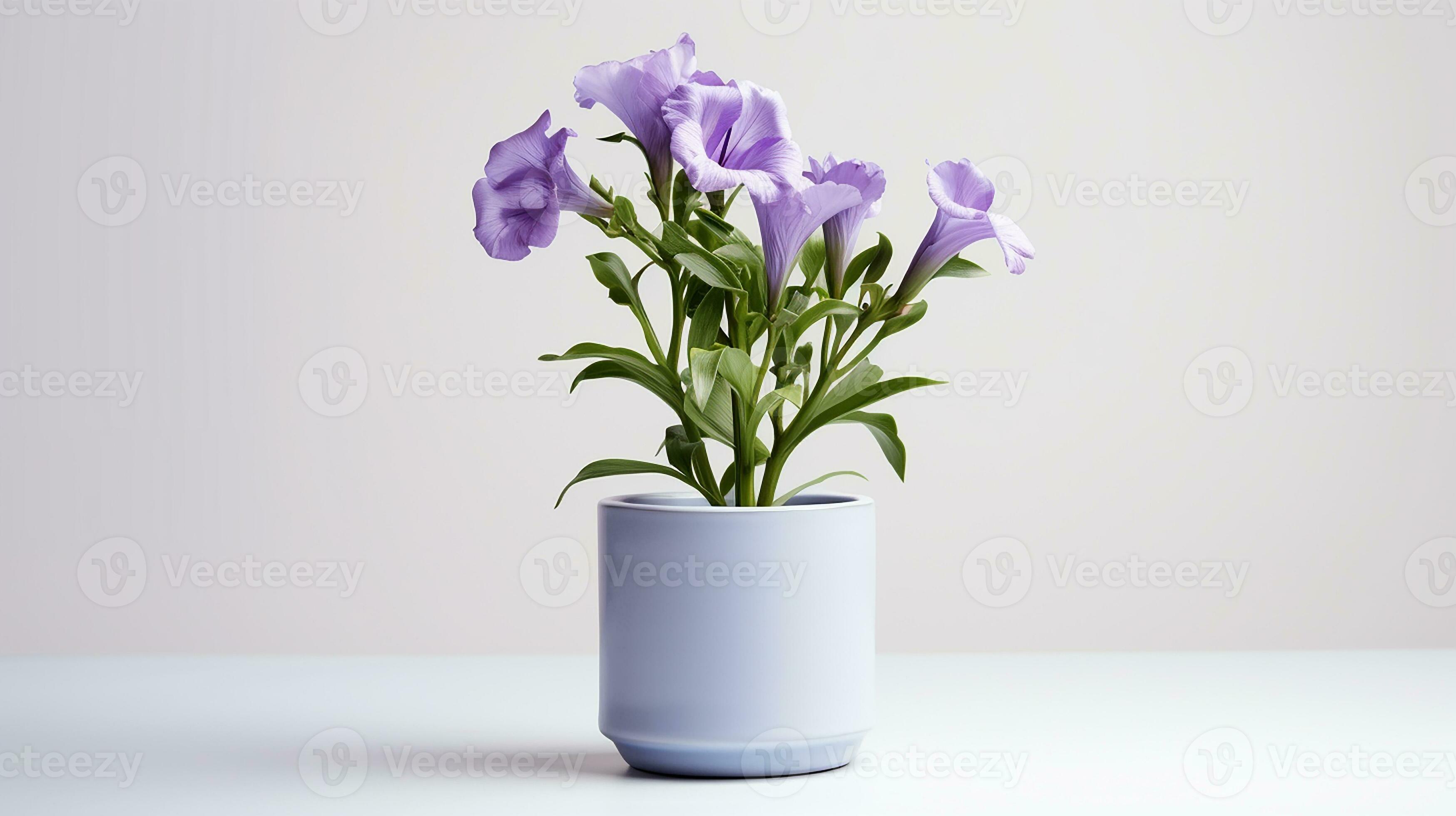 Photo of Lisianthus flower in pot isolated on white background