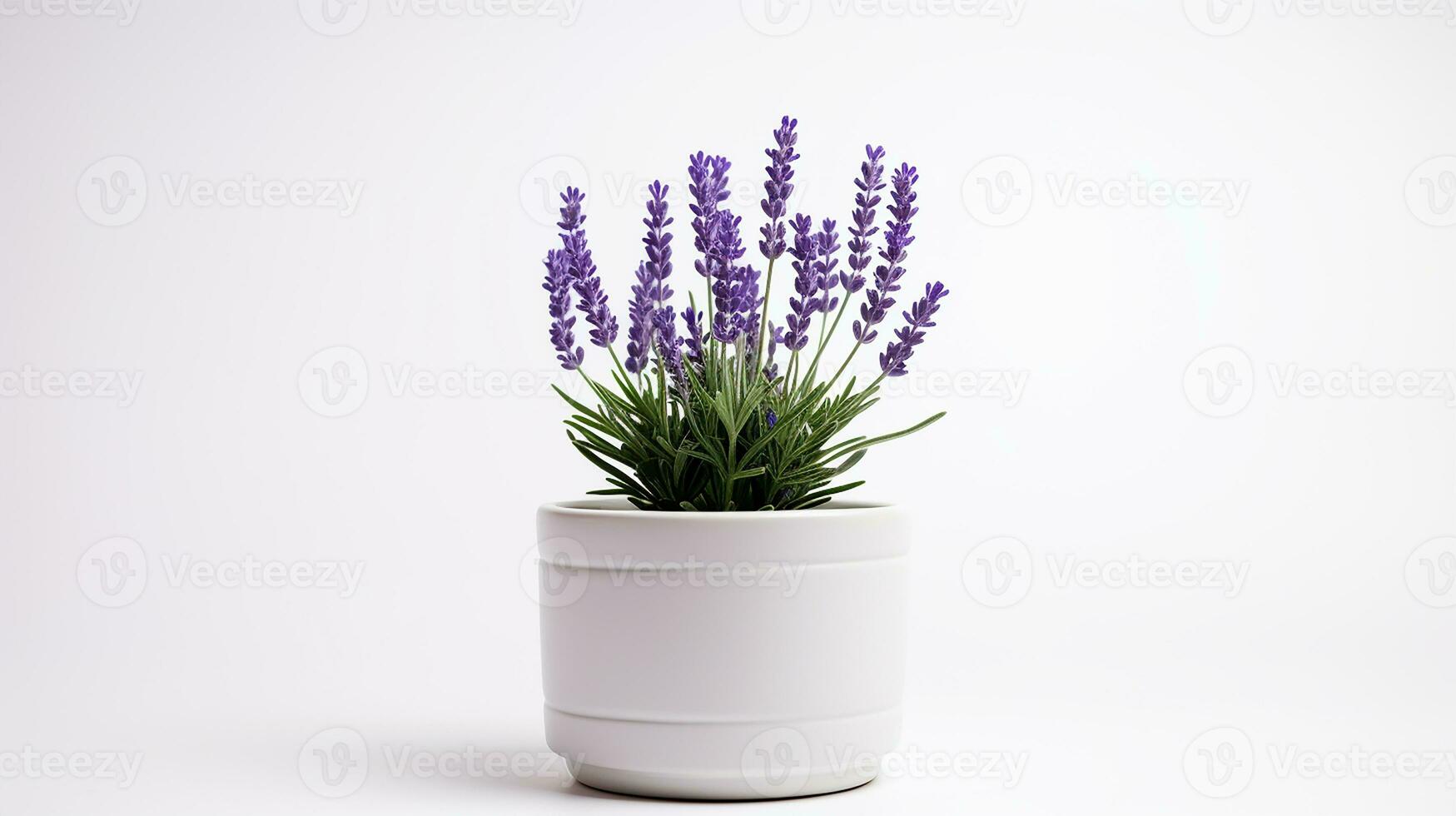 Photo of Lavender flower in pot isolated on white background. Generative AI