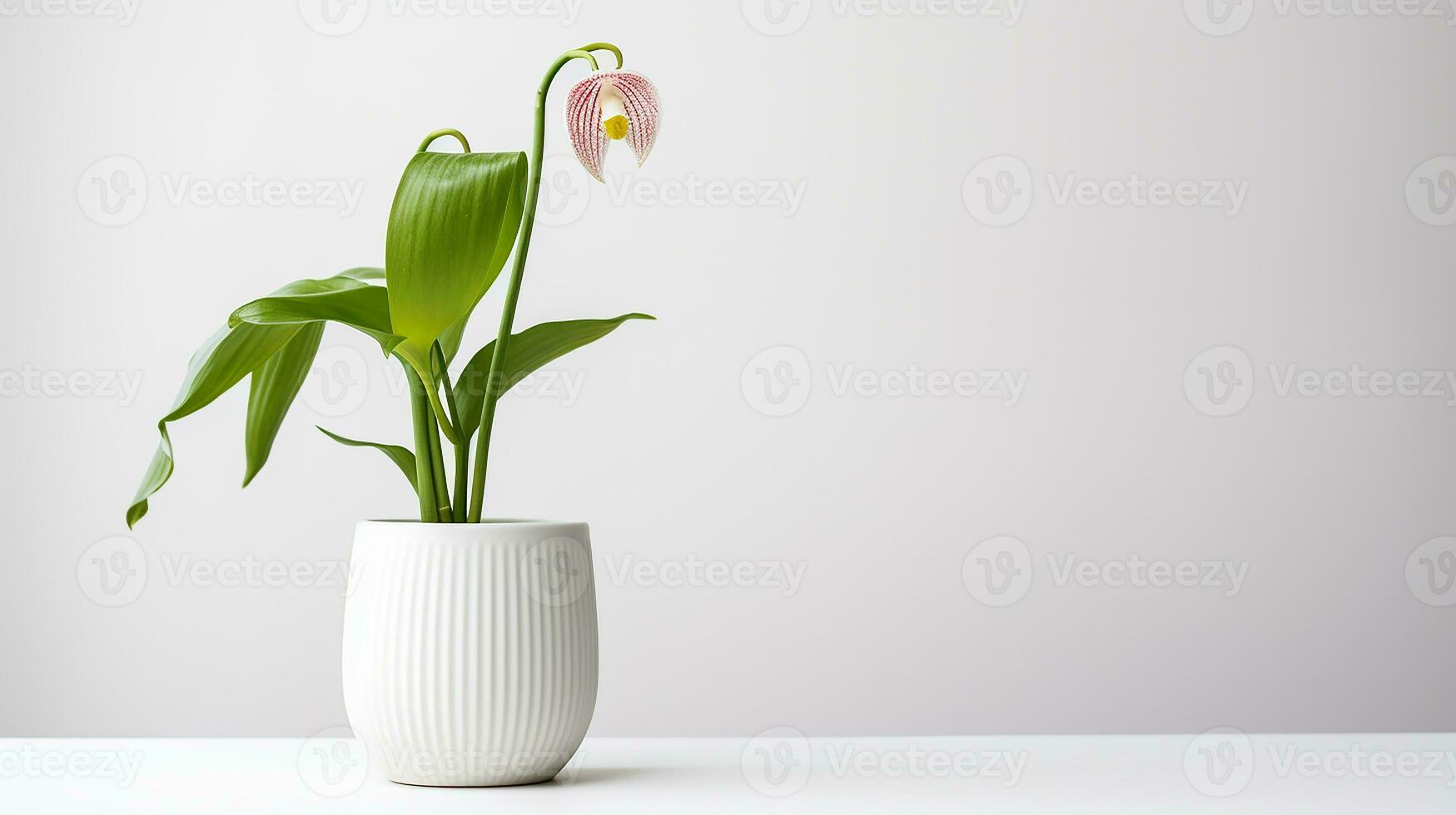 Photo of Ladys Slipper flower in pot isolated on white background. Generative AI