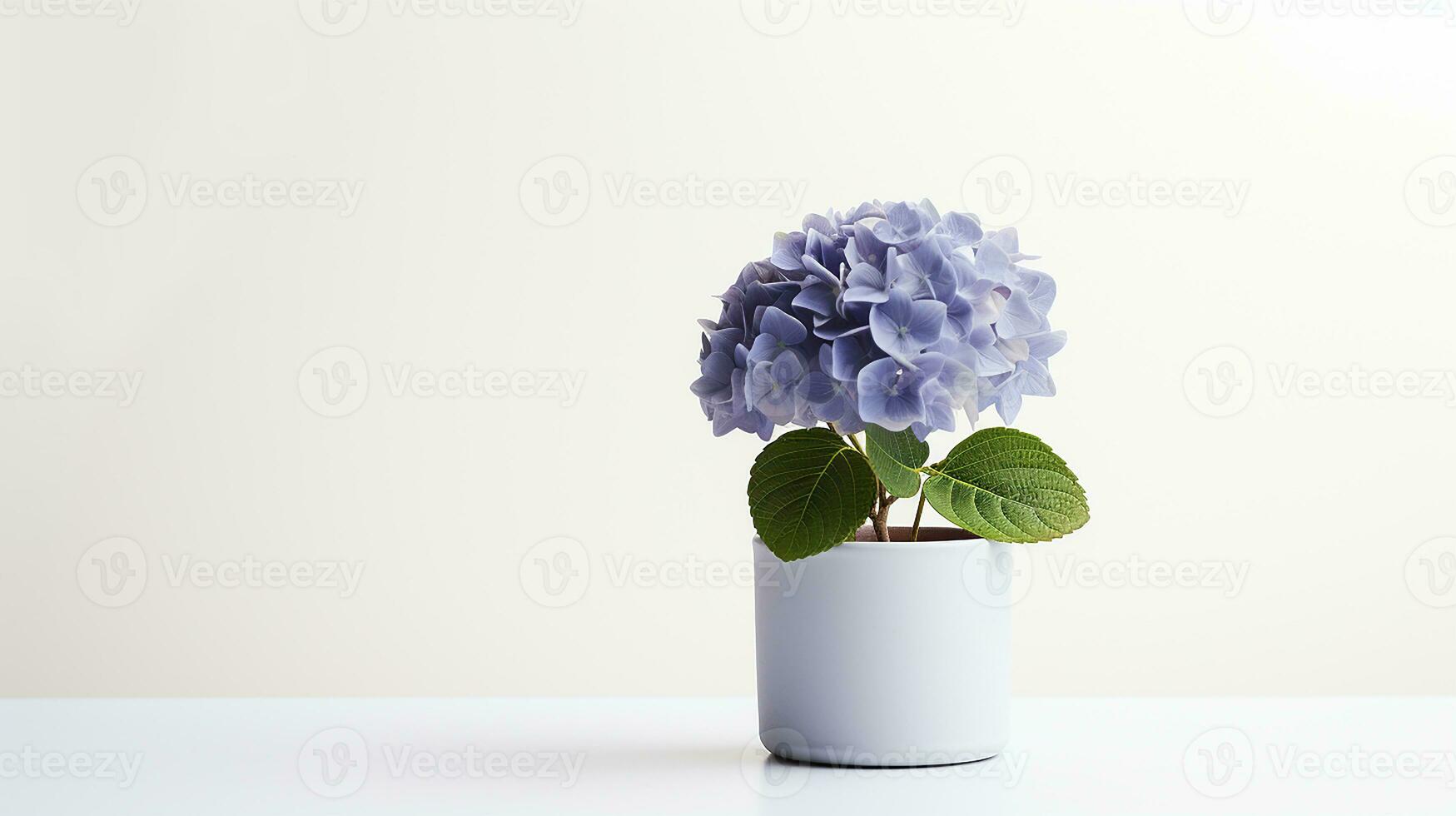 Photo of Hydrangea flower in pot isolated on white background. Generative AI