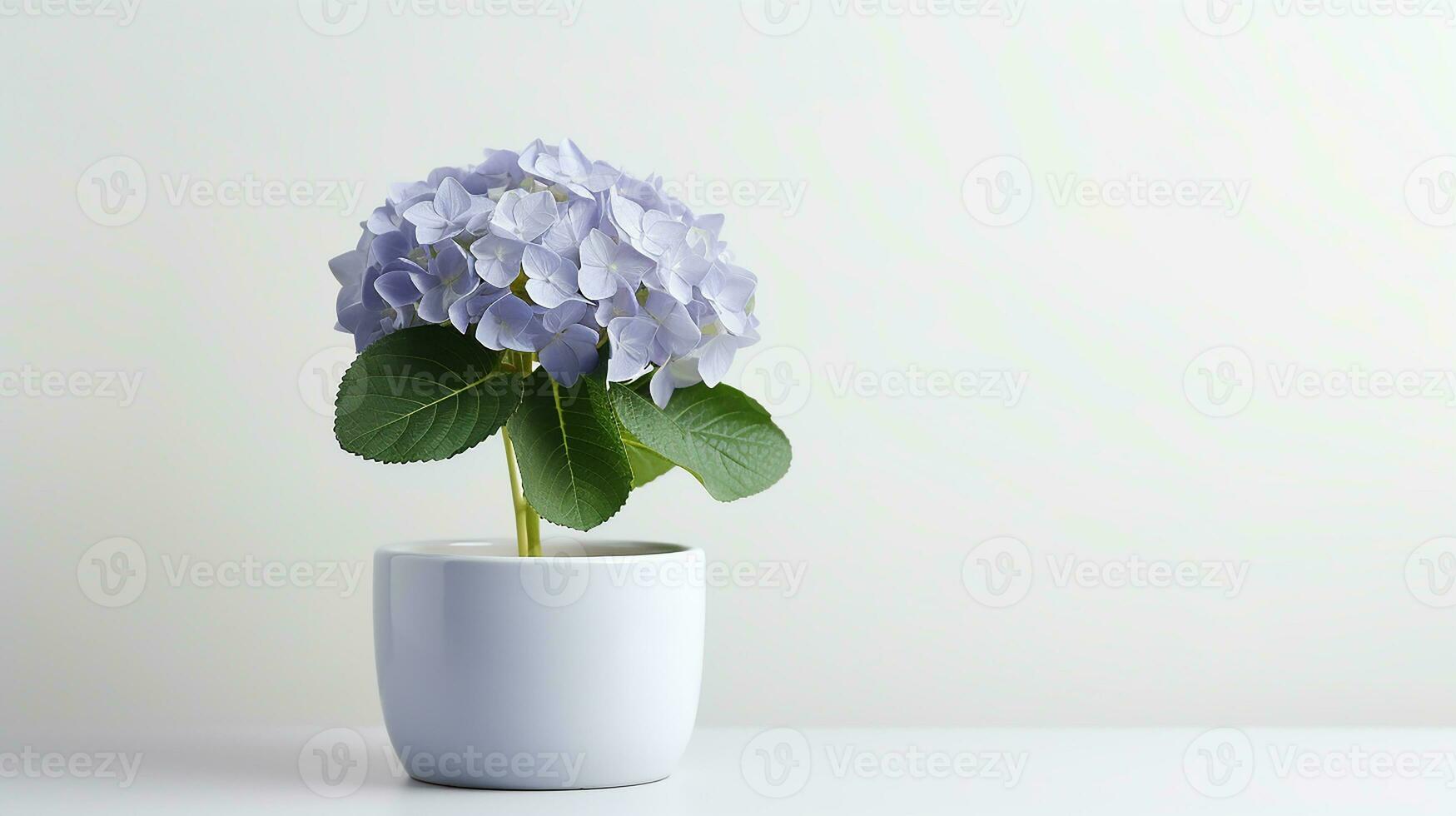 Photo of Hydrangea flower in pot isolated on white background. Generative AI