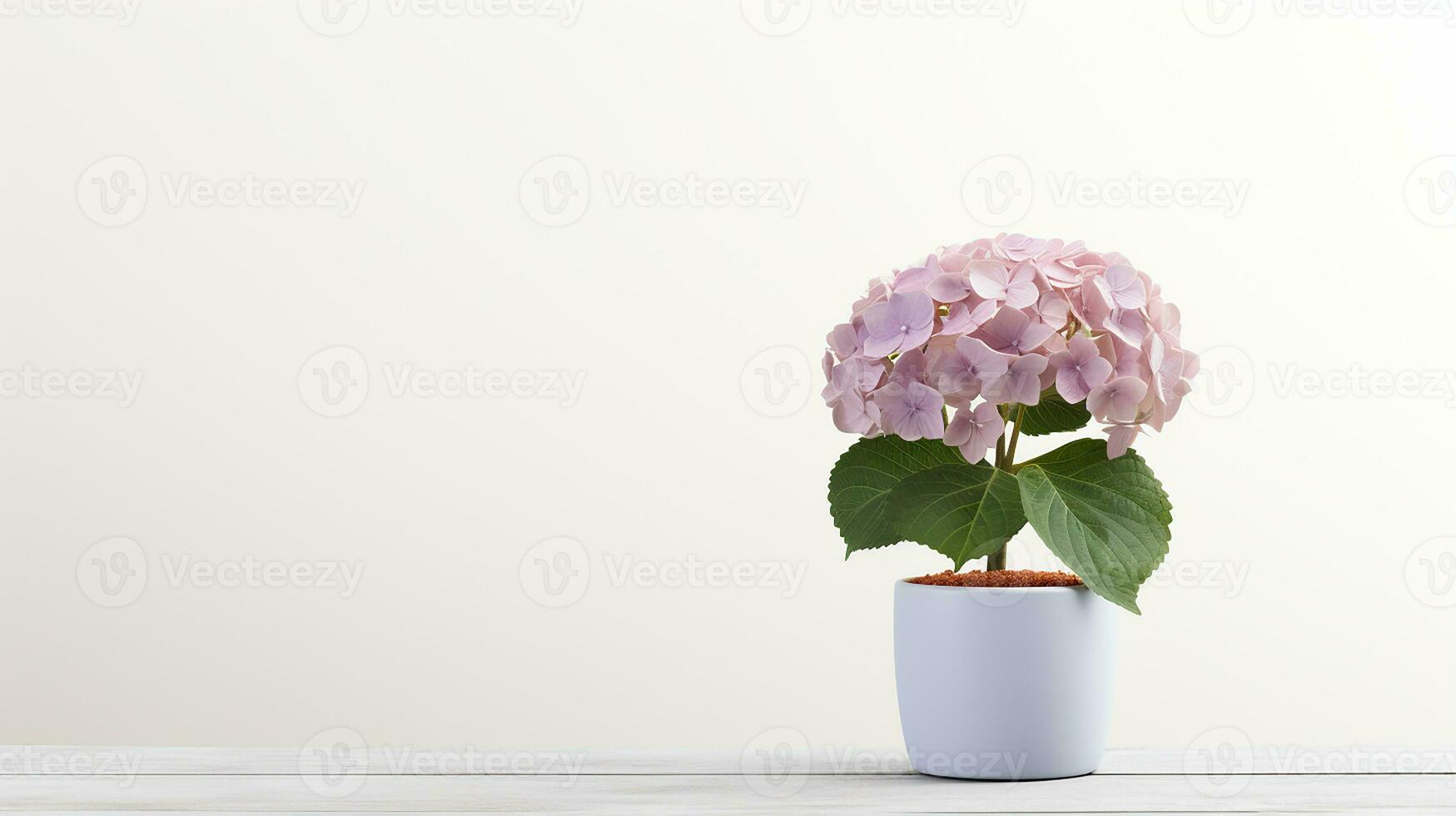 Photo of Hydrangea flower in pot isolated on white background. Generative AI