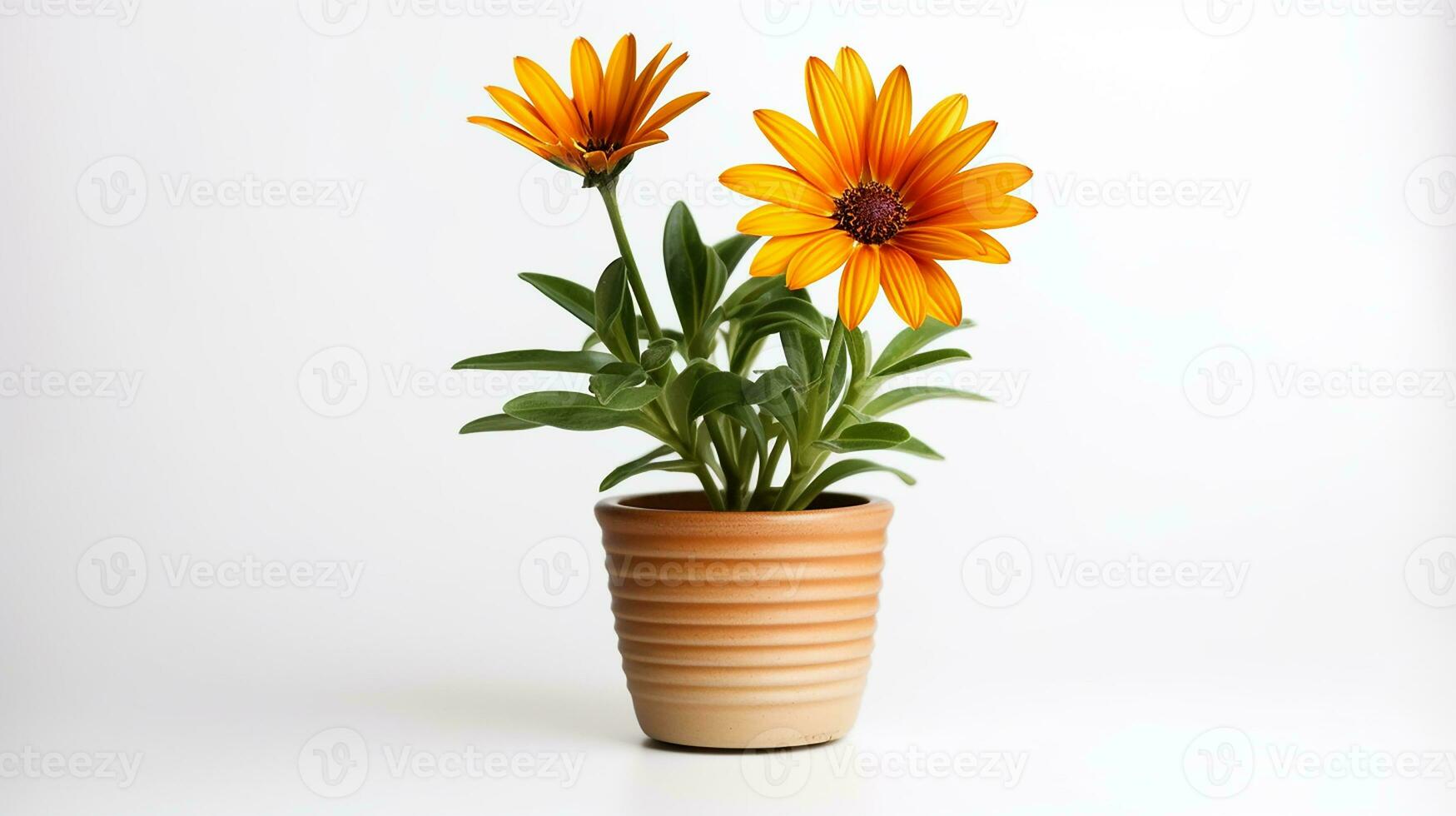 Photo of Gazania flower in pot isolated on white background. Generative AI