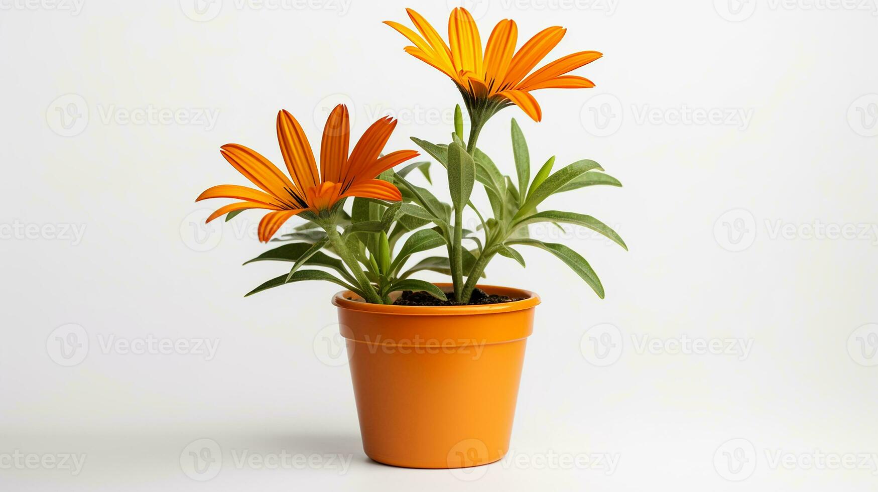 Photo of Gazania flower in pot isolated on white background. Generative AI