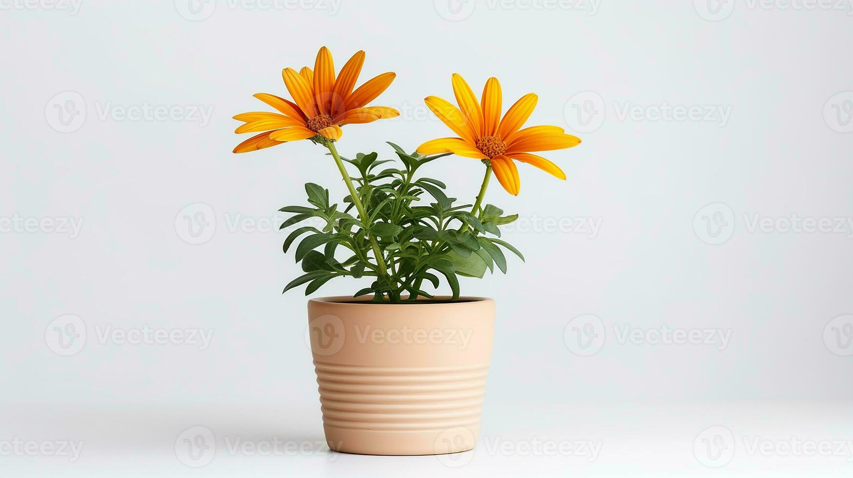 Photo of Gazania flower in pot isolated on white background. Generative AI