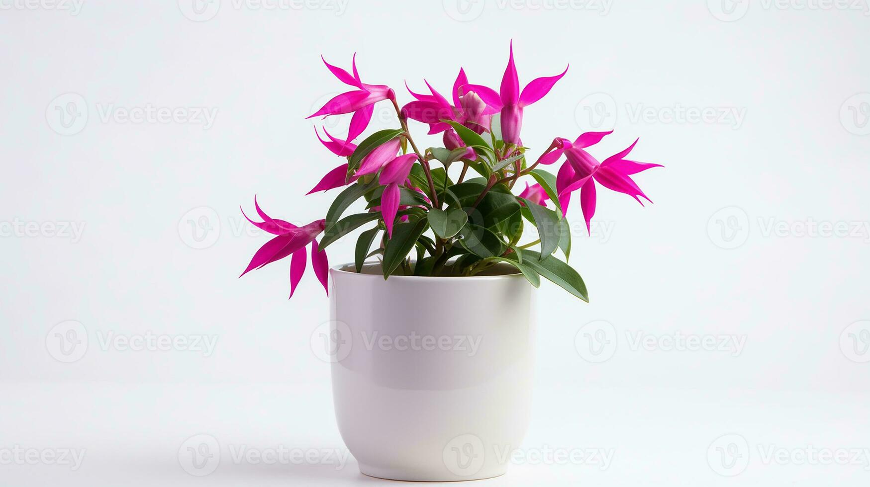Photo of Fuchsia flower in pot isolated on white background. Generative AI