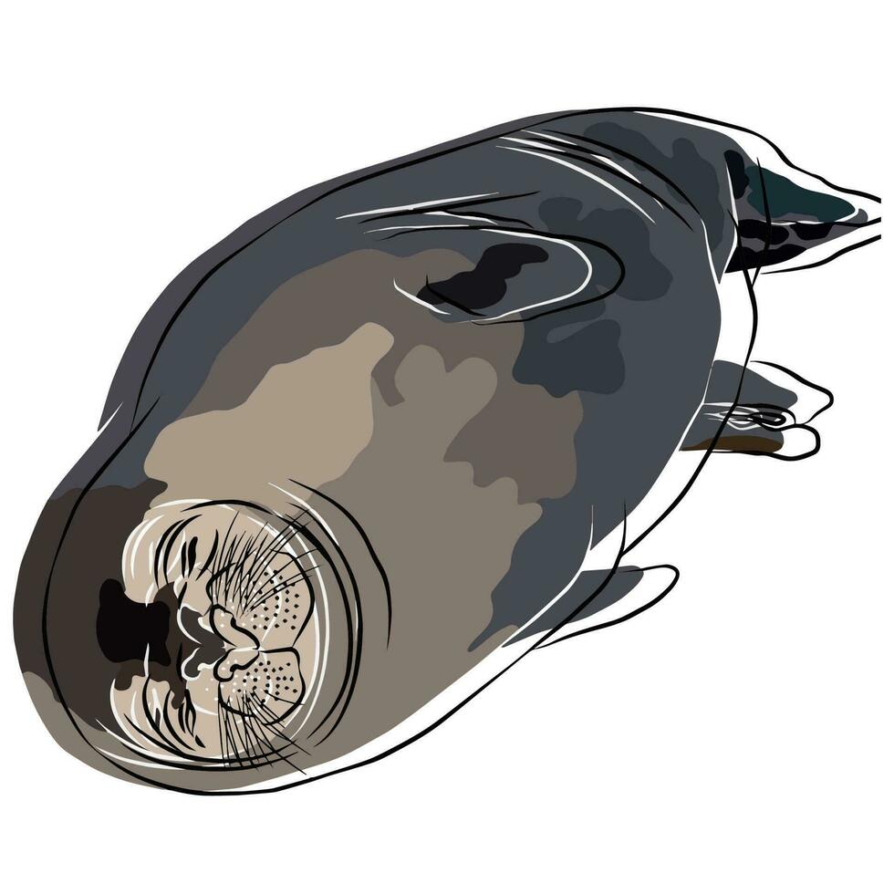 earless seal picture, It's picture so beautiful. vector