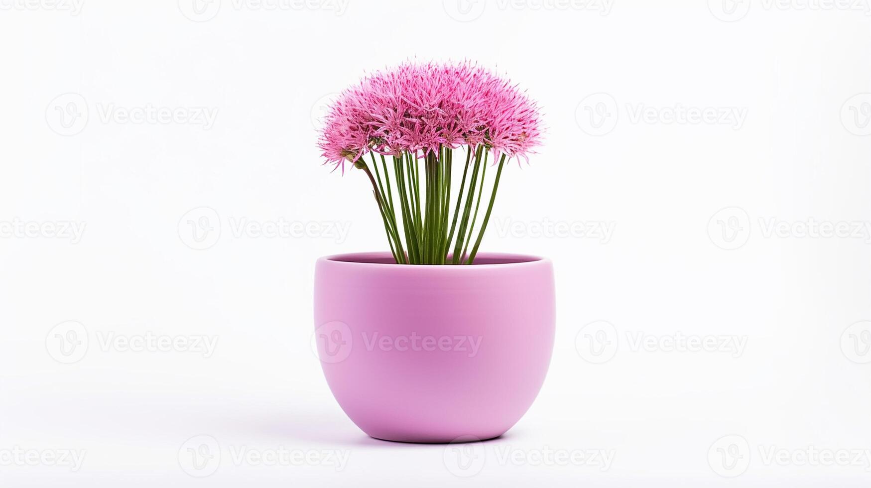 Photo of Flowering Onion flower in pot isolated on white background. Generative AI