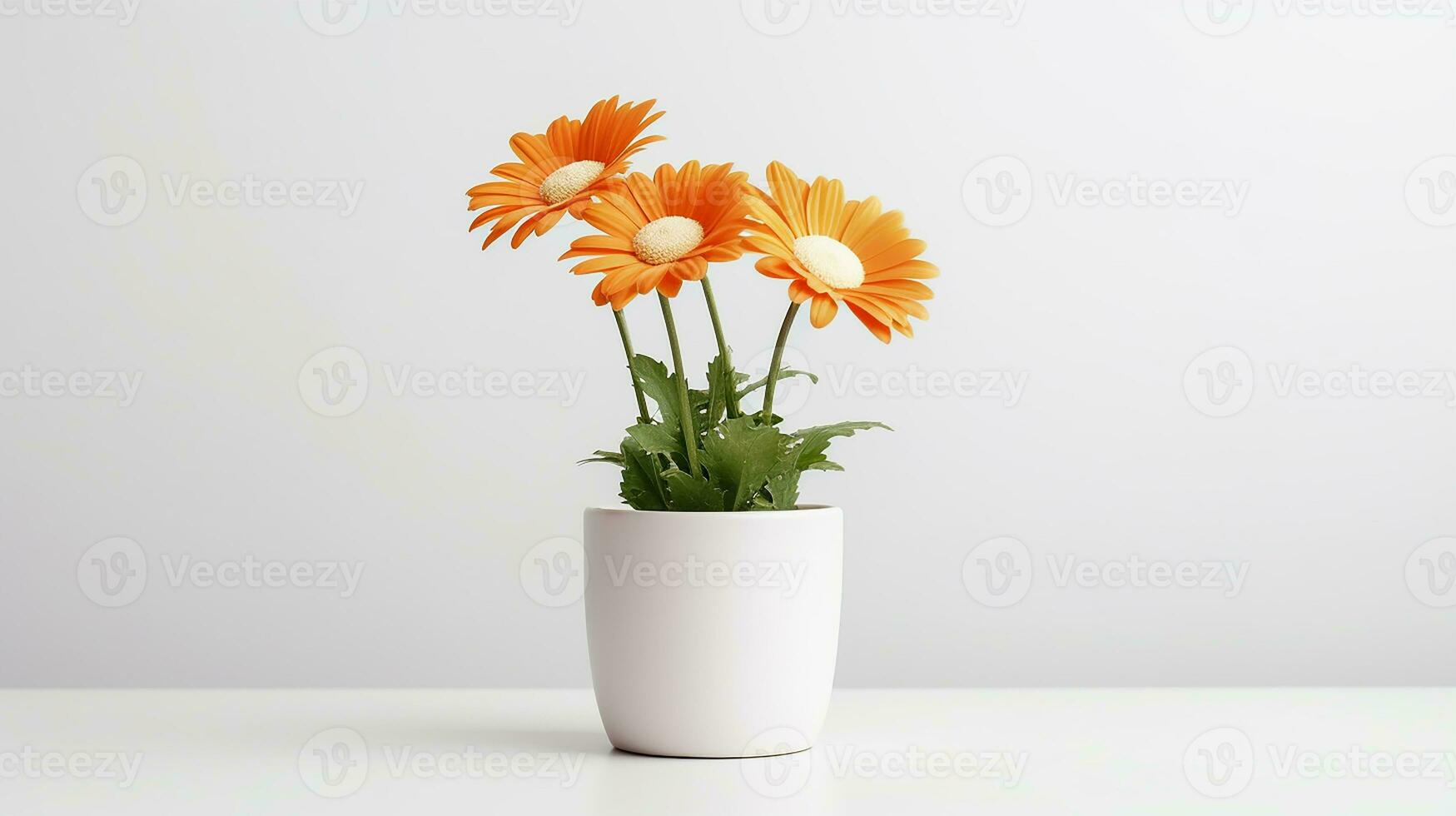 Photo of Daisy flower in pot isolated on white background. Generative AI
