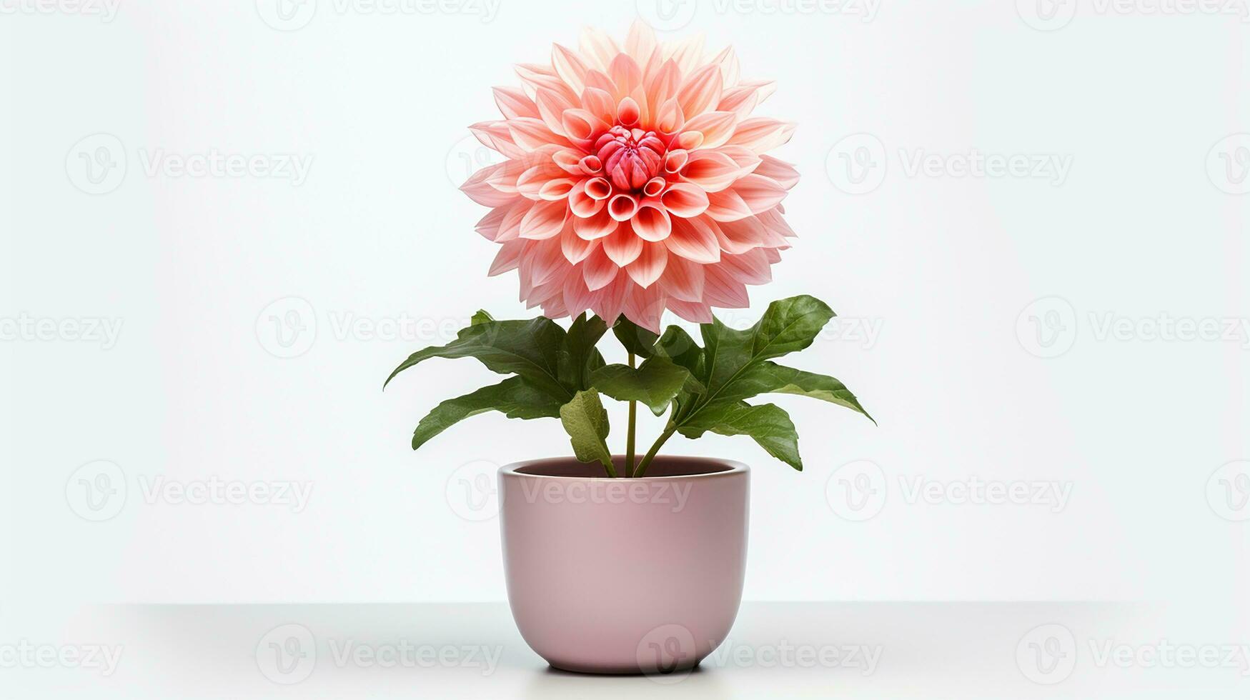 Photo of Dahlia flower in pot isolated on white background. Generative AI