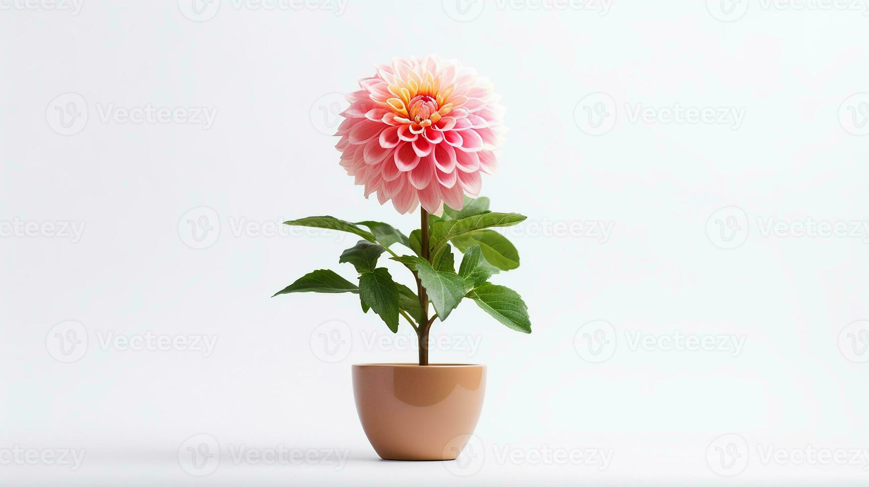 Photo of Dahlia flower in pot isolated on white background. Generative AI