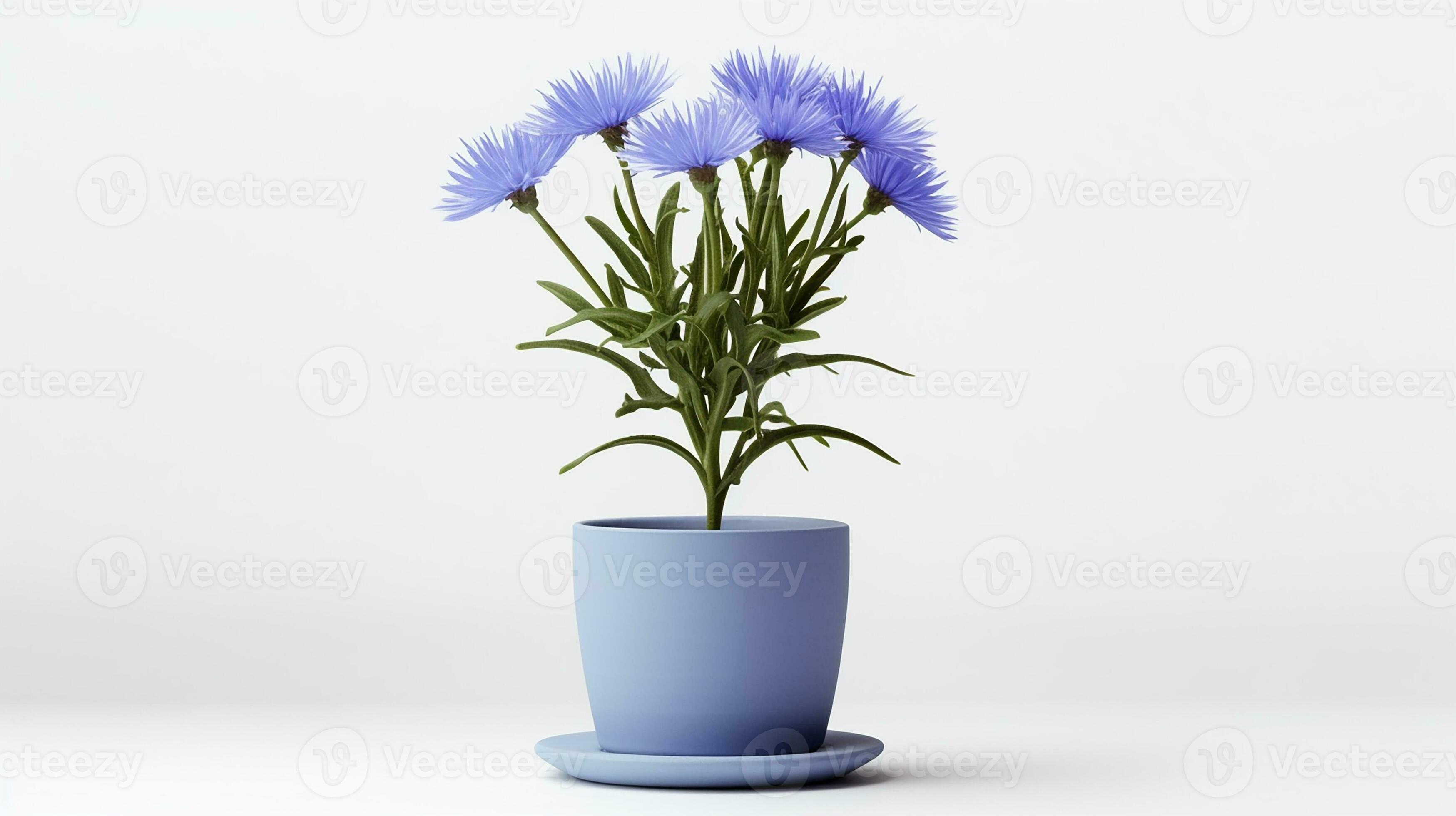 Photo of Cornflower in pot isolated on white background 27201995 Stock