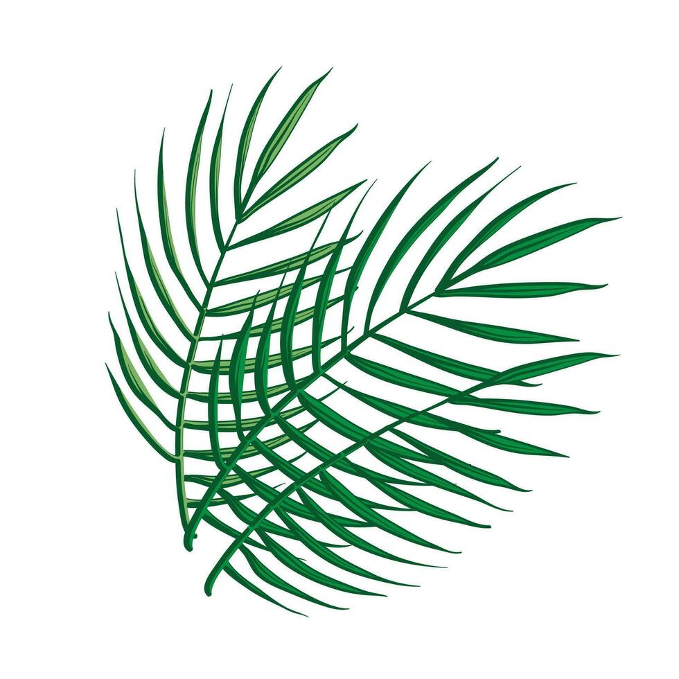 Vector different green tropical palm leaves isolated on white background