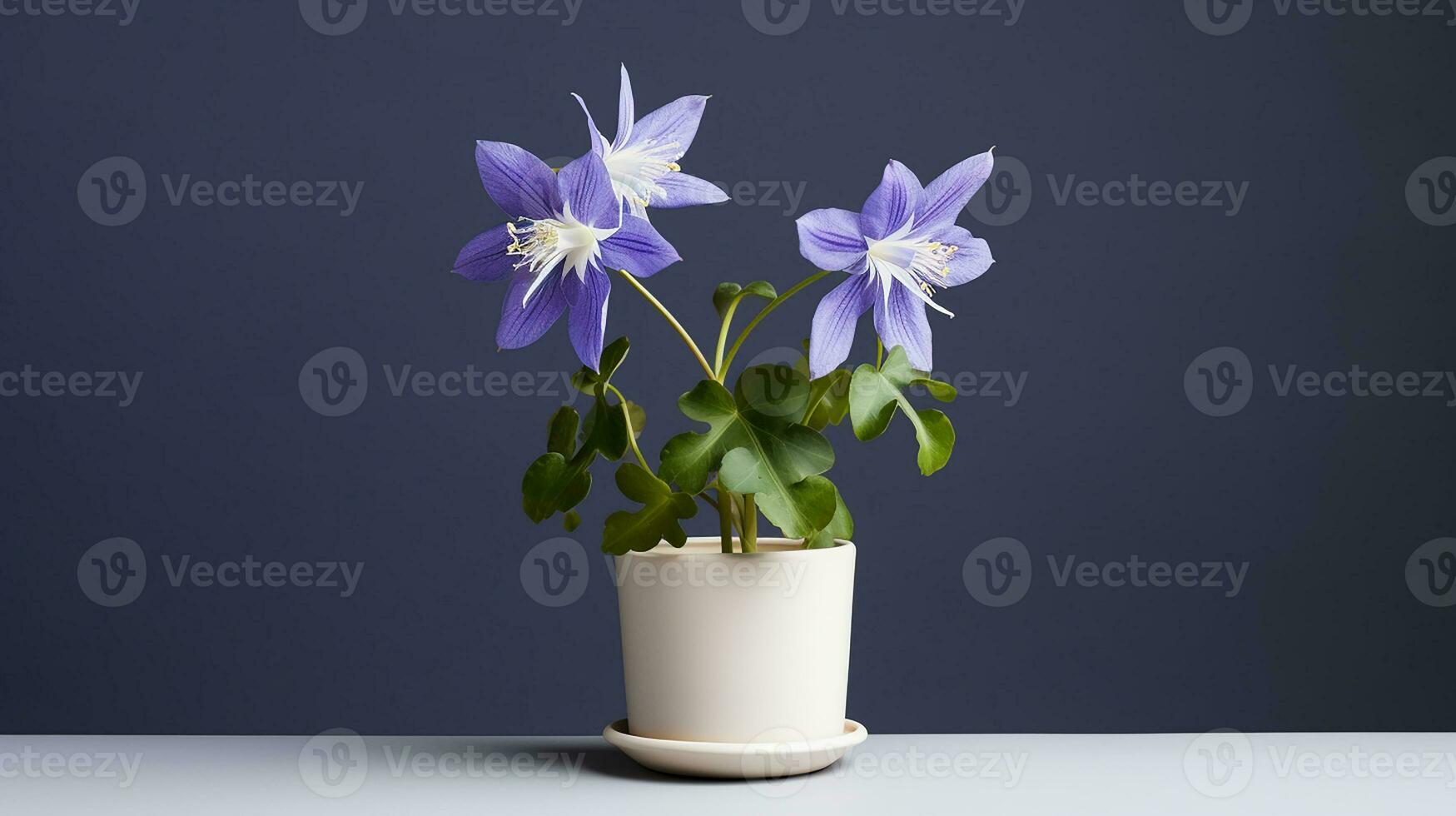 Photo of Columbine flower in pot isolated on white background. Generative AI