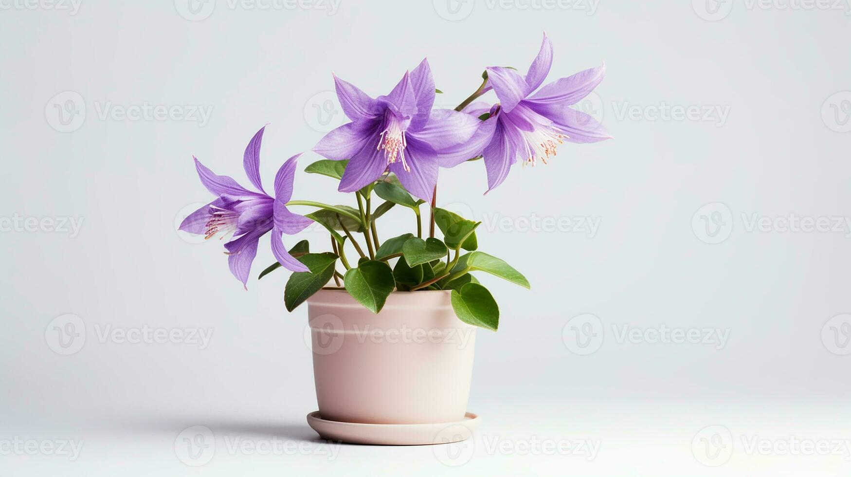 Photo of Columbine flower in pot isolated on white background. Generative AI
