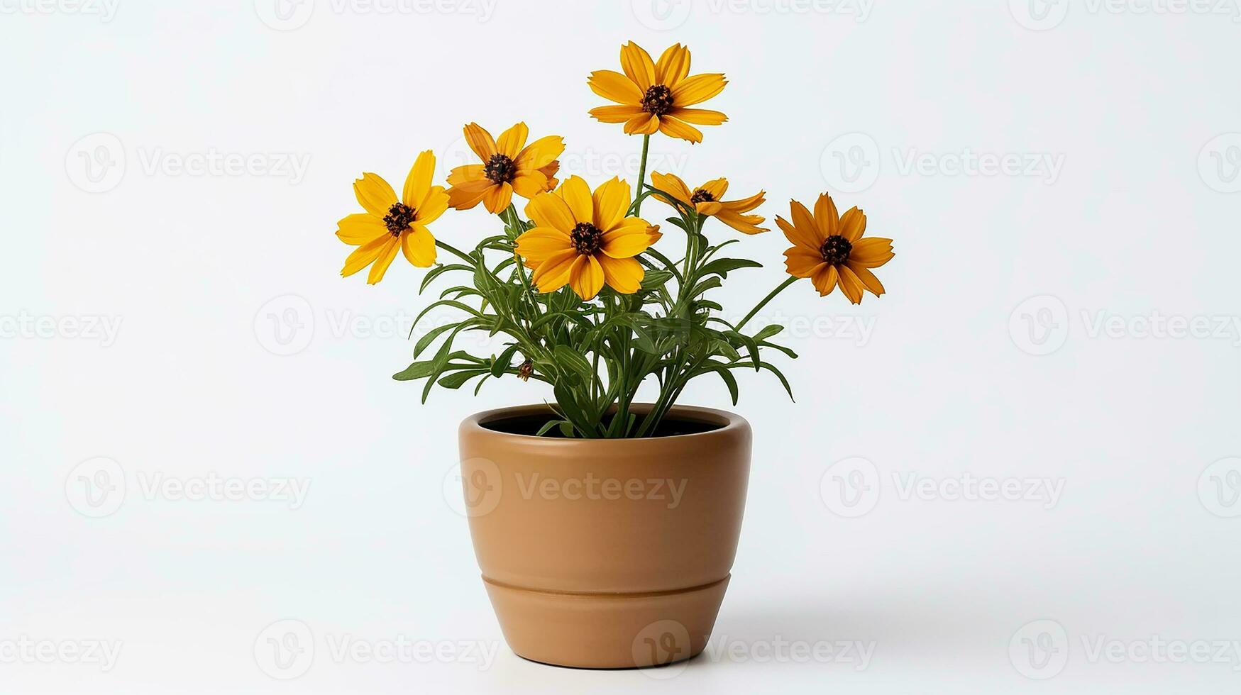 Photo of Coreopsis flower in pot isolated on white background. Generative AI