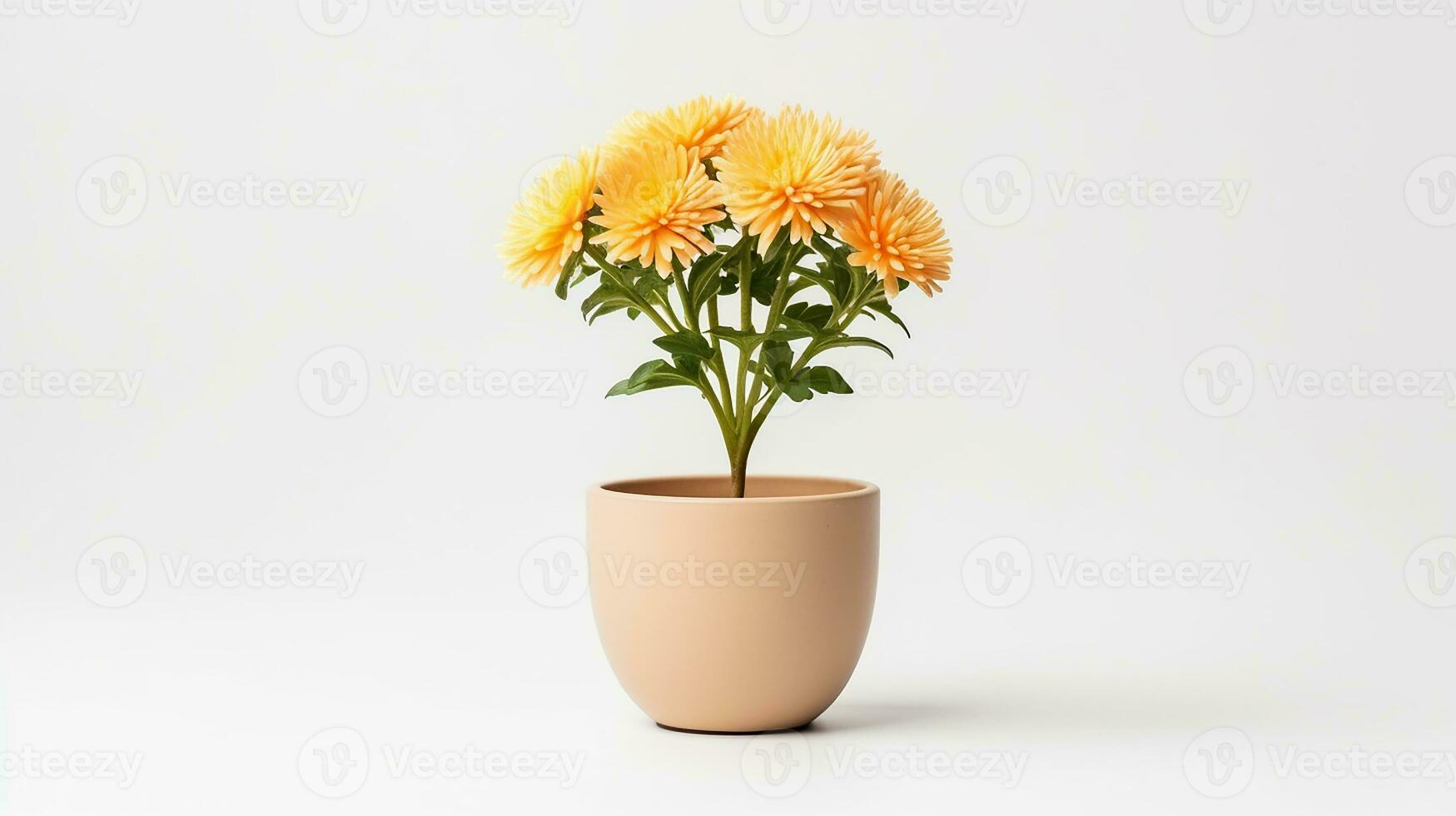 Photo of Chrysanthemum flower in pot isolated on white background. Generative AI