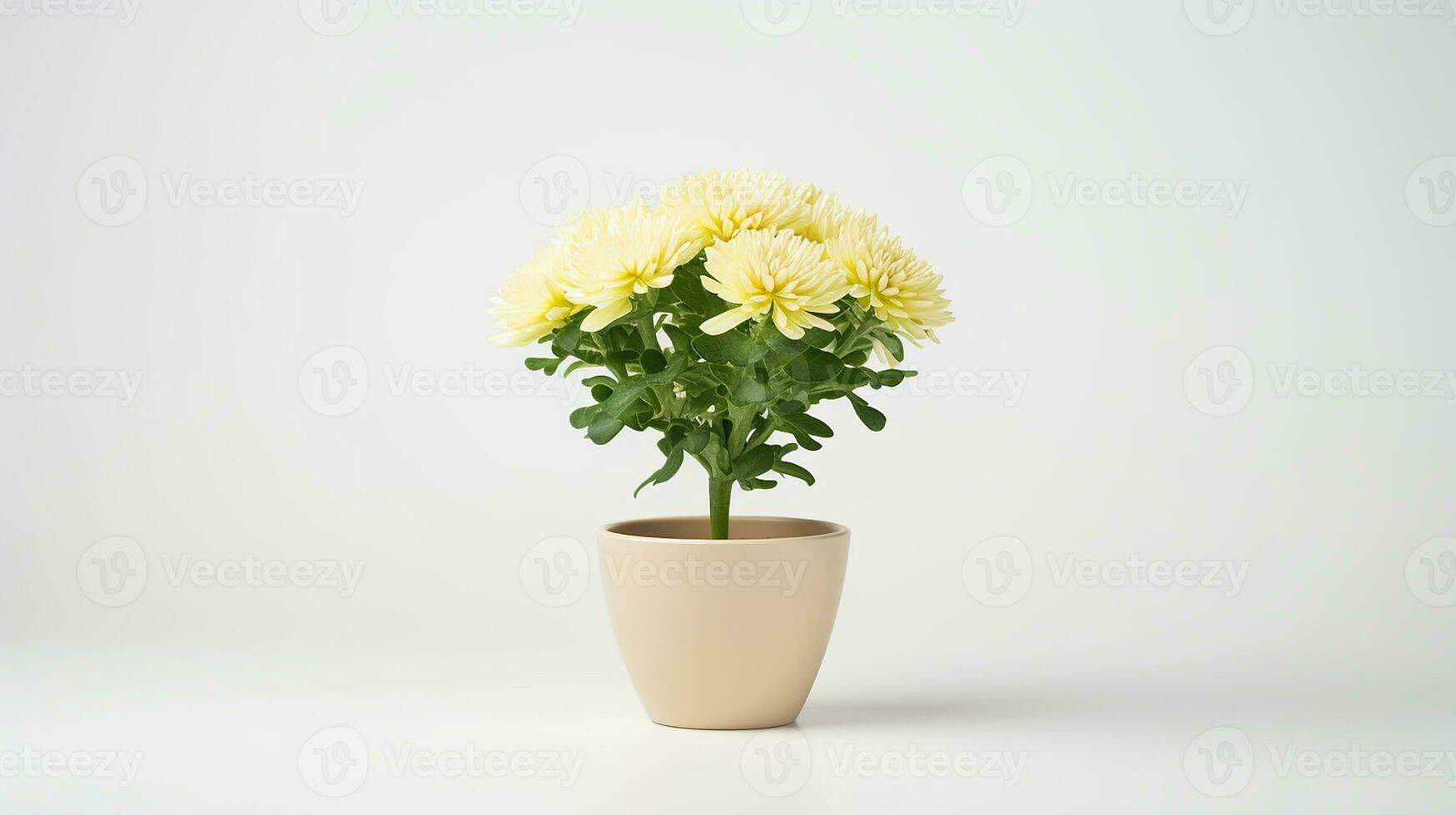 Photo of Chrysanthemum flower in pot isolated on white background. Generative AI