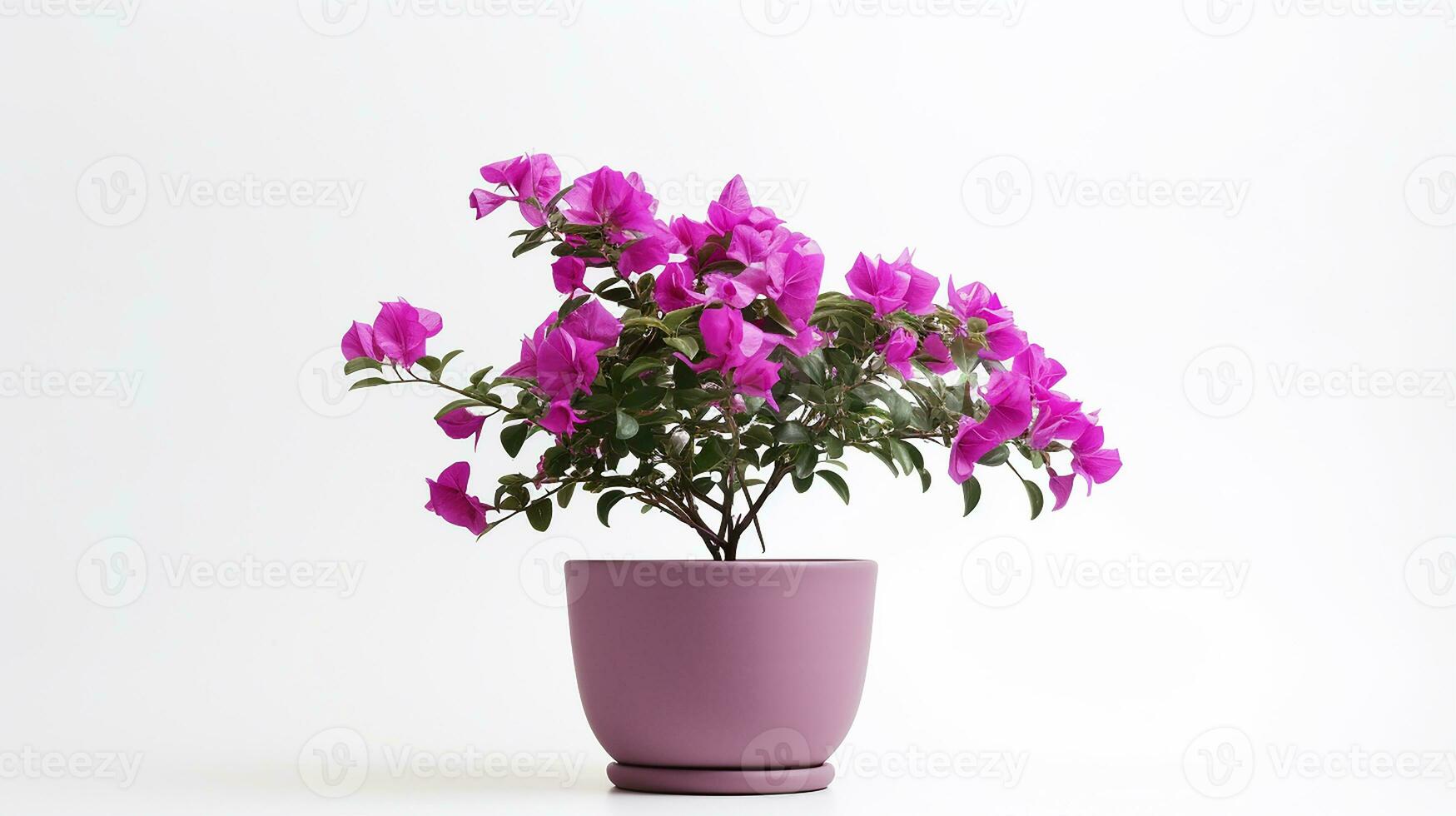 Photo of Bougainvillea flower in pot isolated on white background. Generative AI