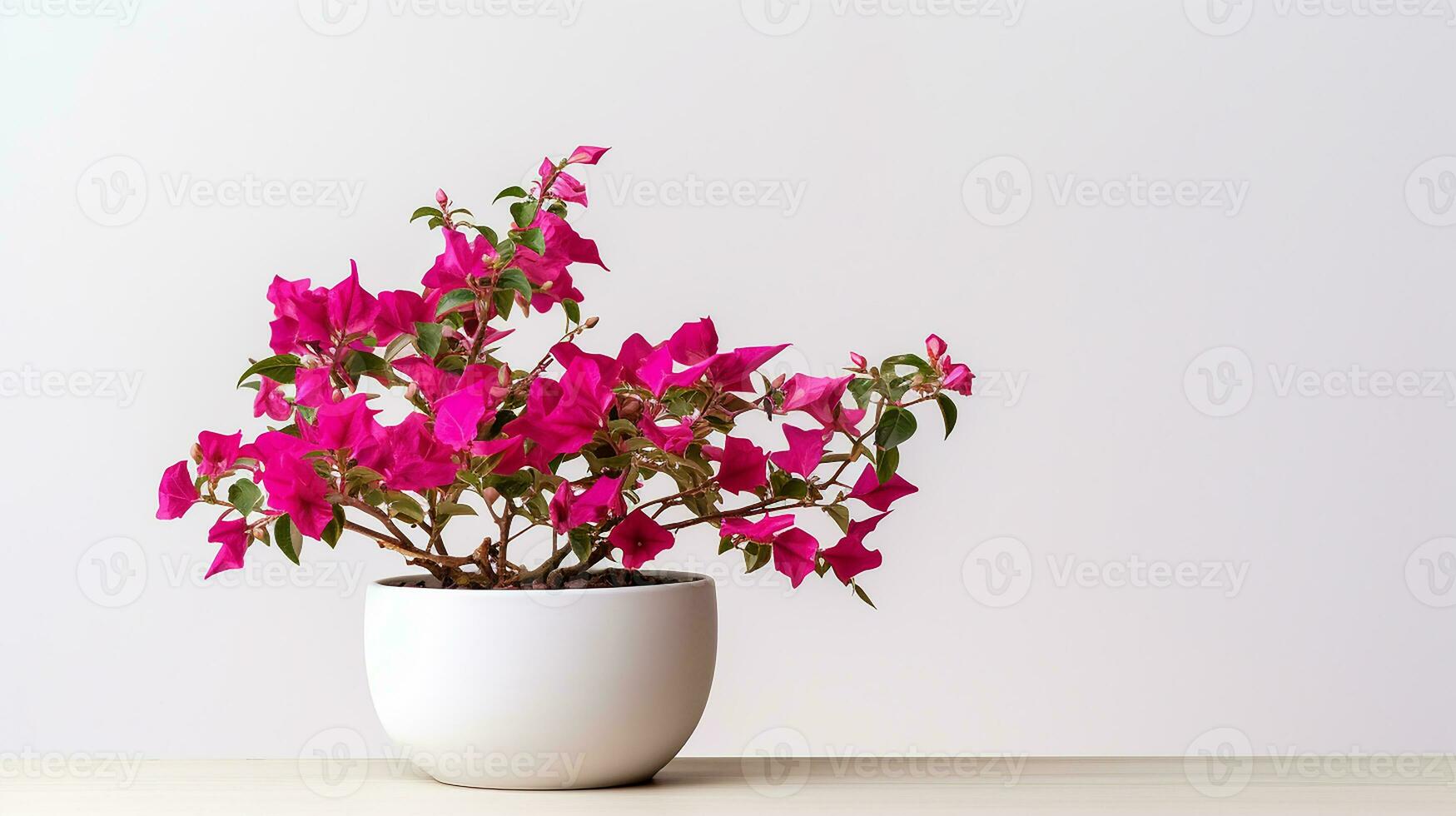 Photo of Bougainvillea flower in pot isolated on white background. Generative AI