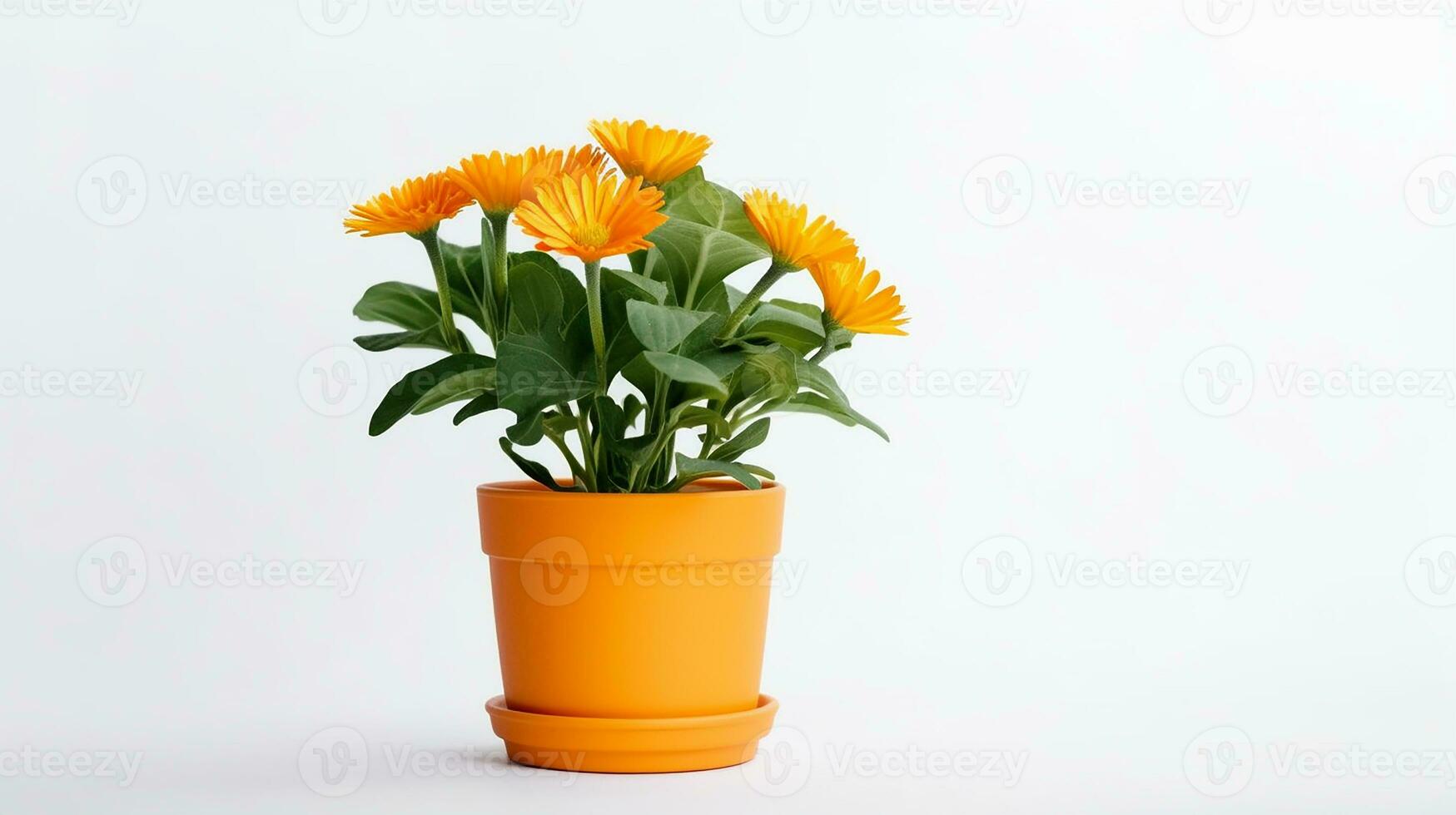 Photo of Calendula flower in pot isolated on white background. Generative AI