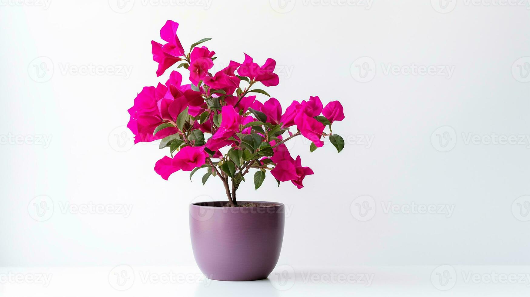 Photo of Bougainvillea flower in pot isolated on white background. Generative AI