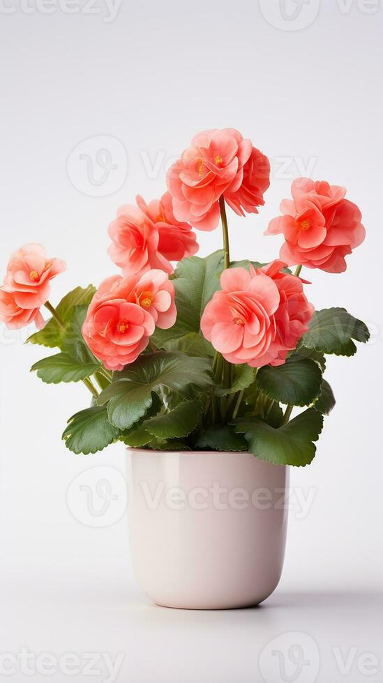 Photo of Begonia flower in pot isolated on white background. Generative AI