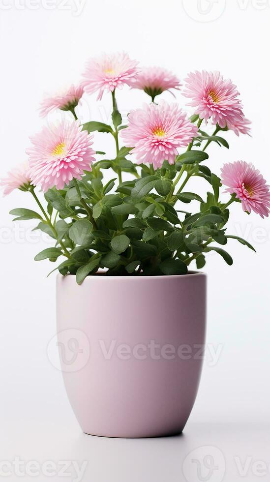 Photo of Aster flower in pot isolated on white background. Generative AI