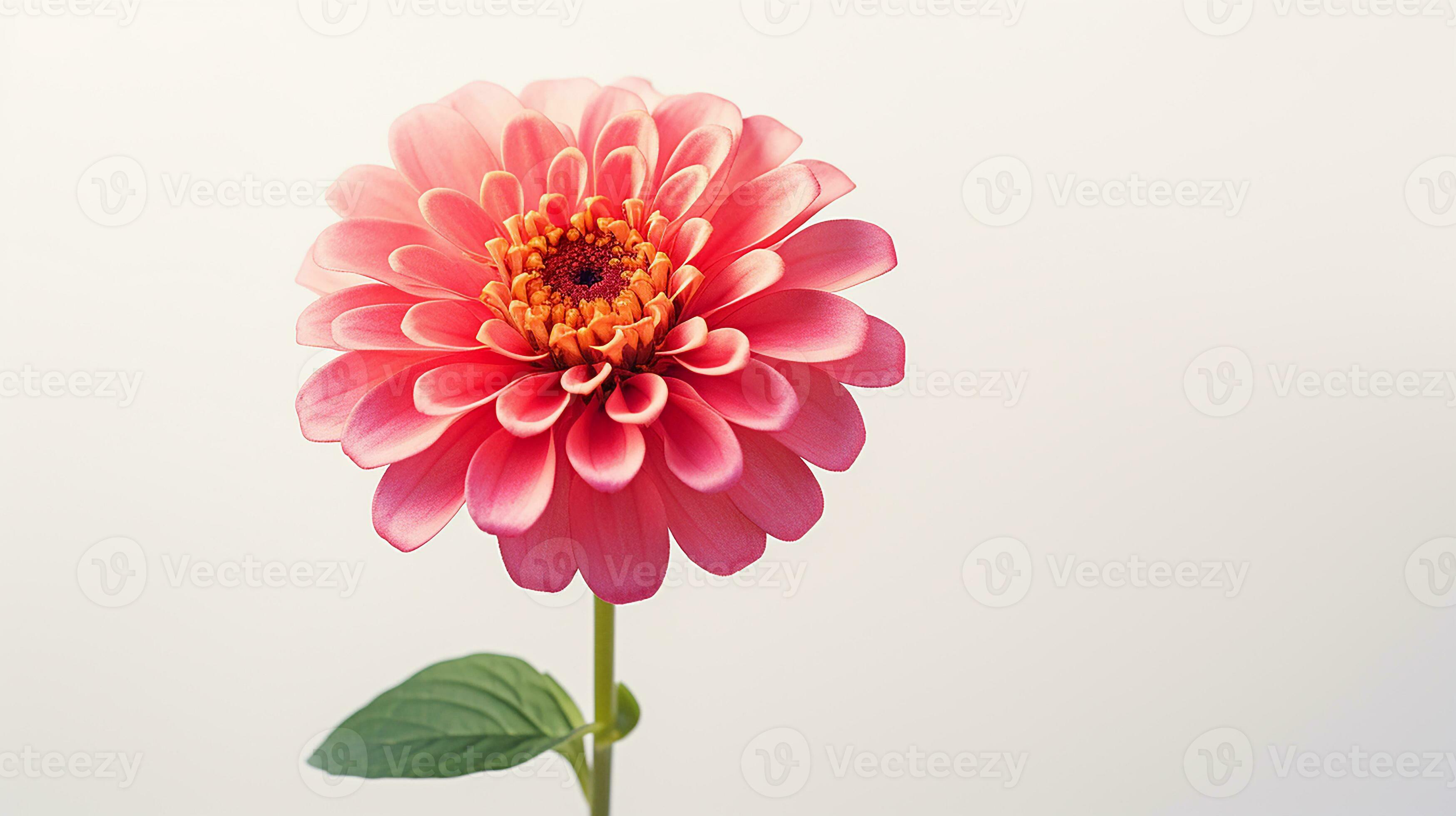 Photo of beautiful Zinnia flower isolated on white background