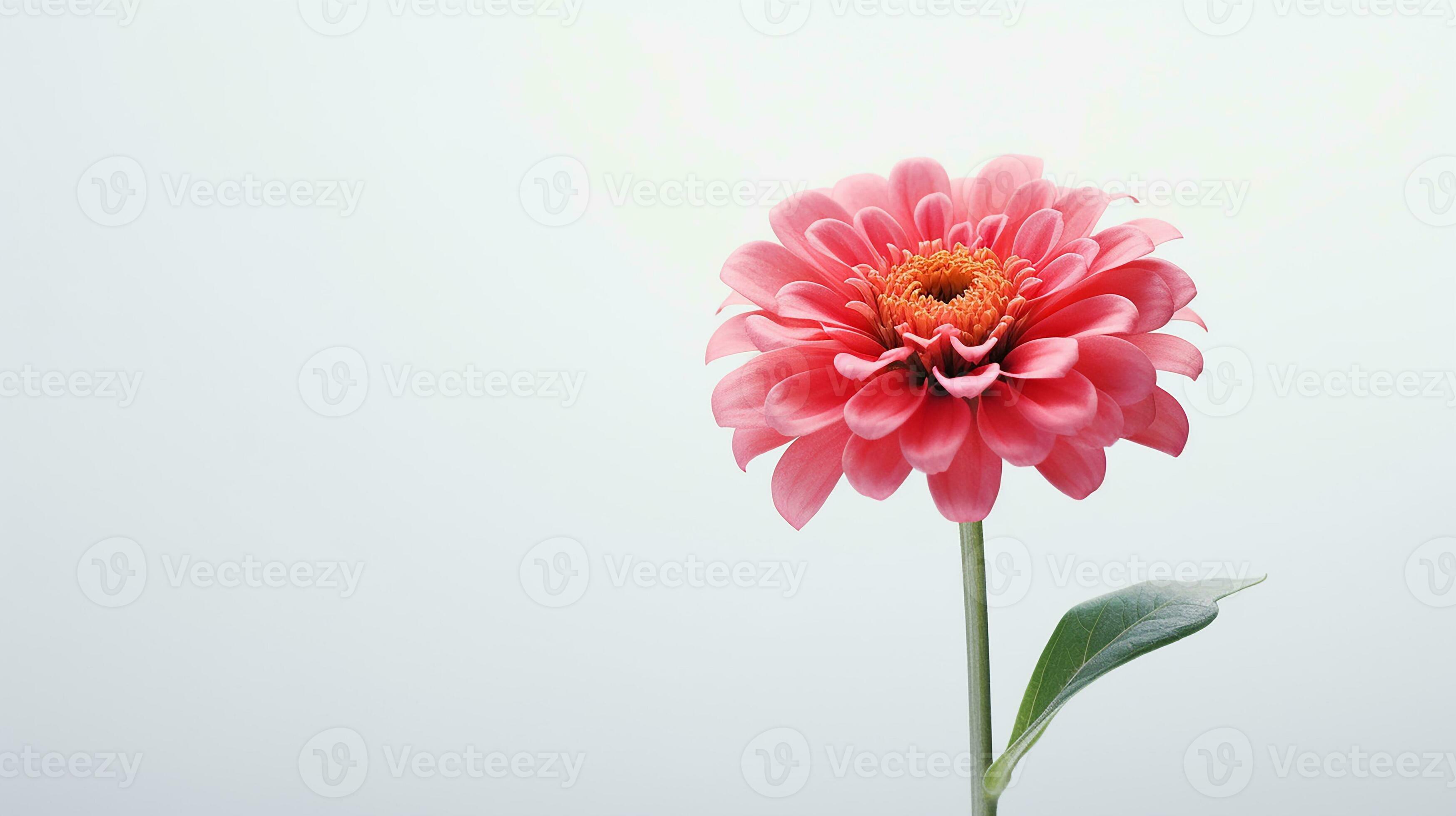 Photo of beautiful Zinnia flower isolated on white background