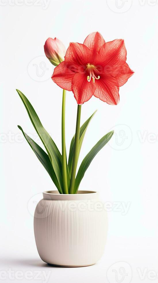Photo of Amaryllis flower in pot isolated on white background. Generative AI