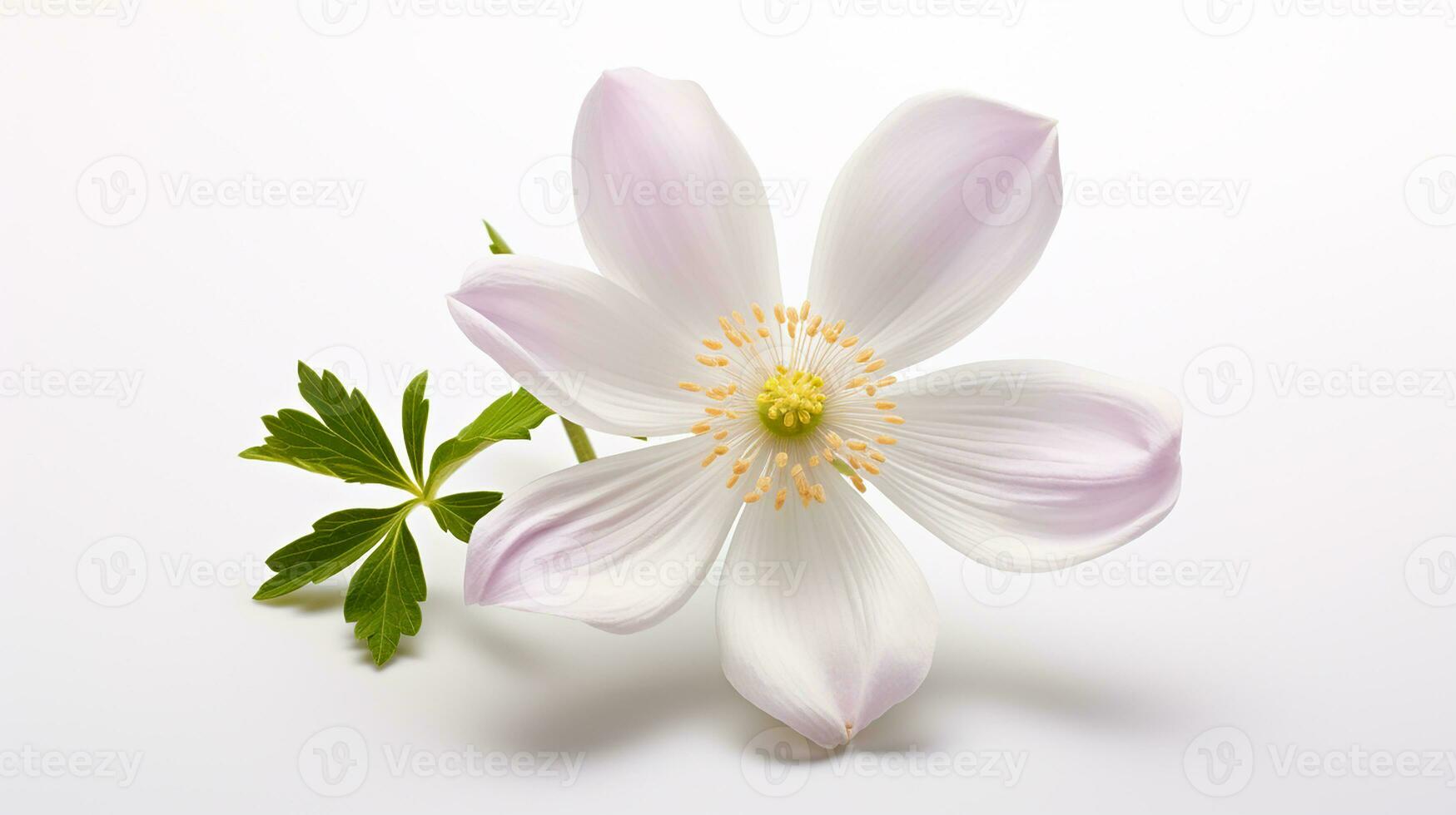Photo of beautiful Wood Anemone flower isolated on white background. Generative AI