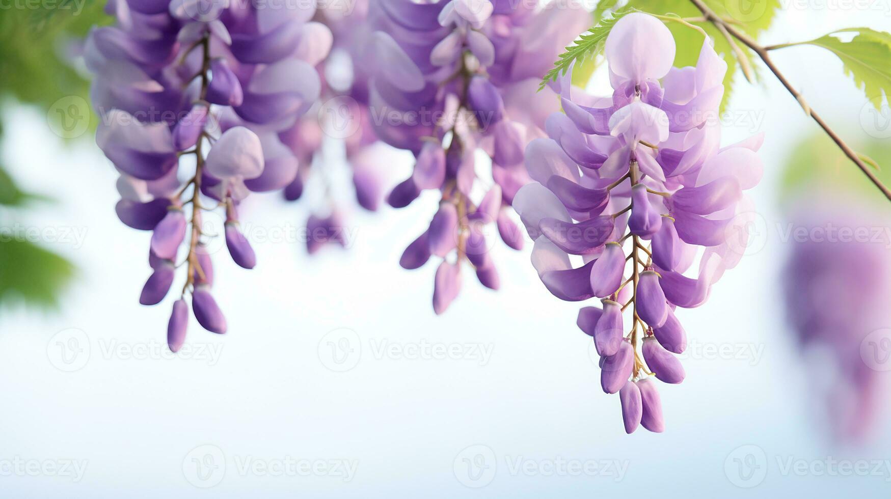 Photo of beautiful Wisteria flower isolated on white background. Generative AI