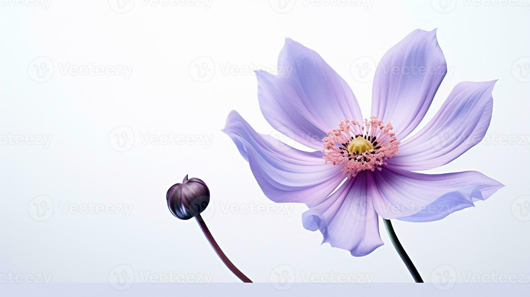 Photo of beautiful Windflower isolated on white background. Generative AI