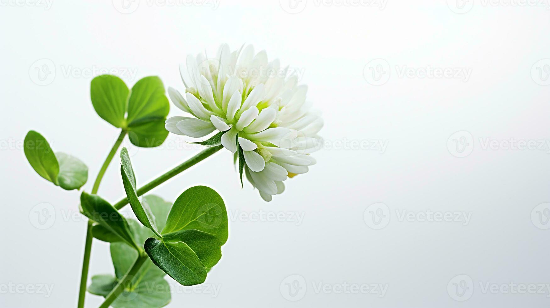 Photo of beautiful White Clover flower isolated on white background. Generative AI