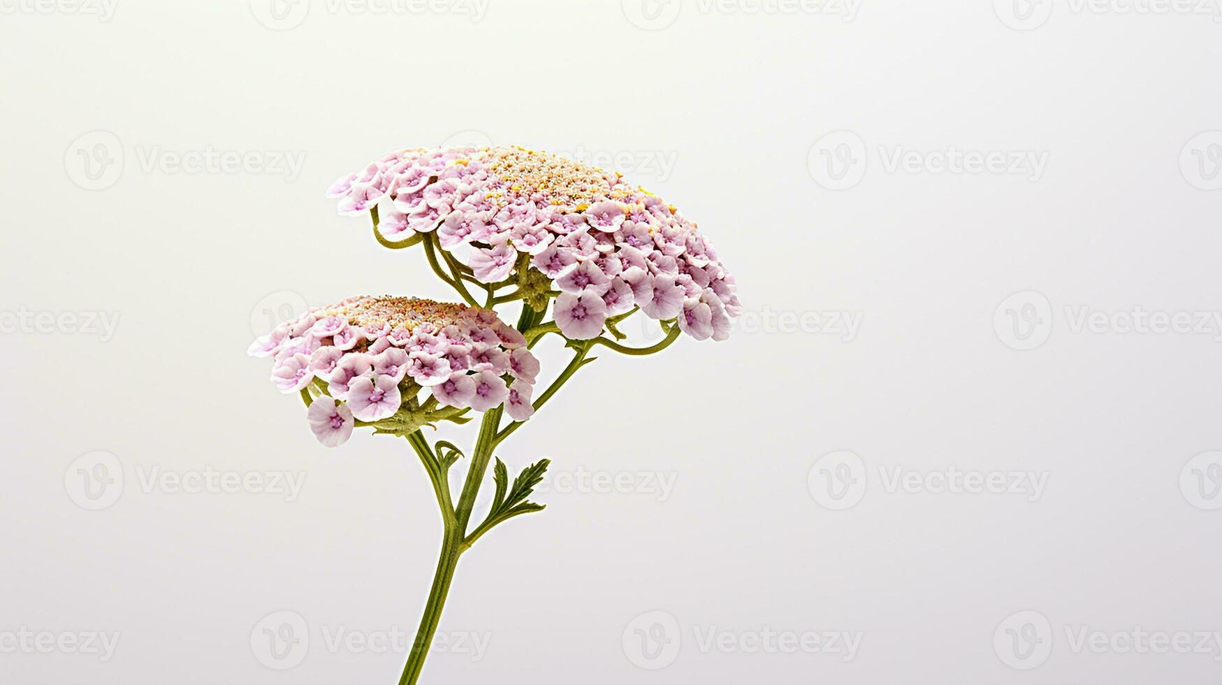 Photo of beautiful Yarrow flower isolated on white background. Generative AI