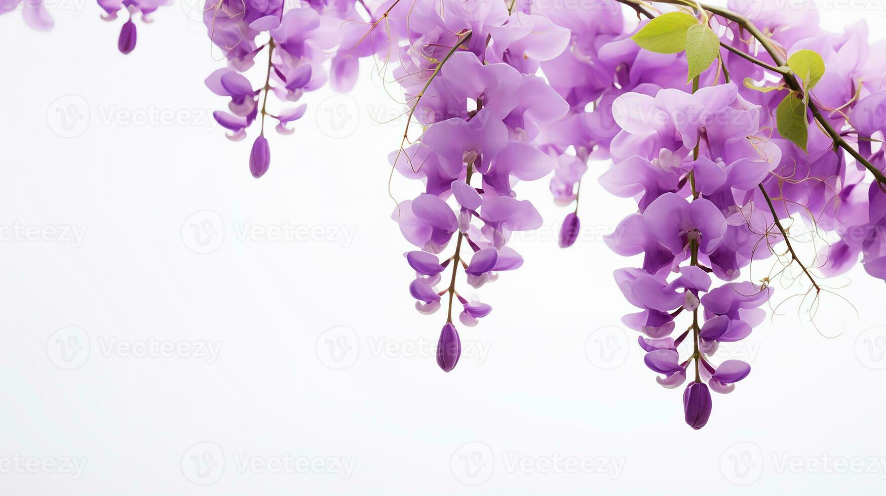 Photo of beautiful Wisteria flower isolated on white background. Generative AI