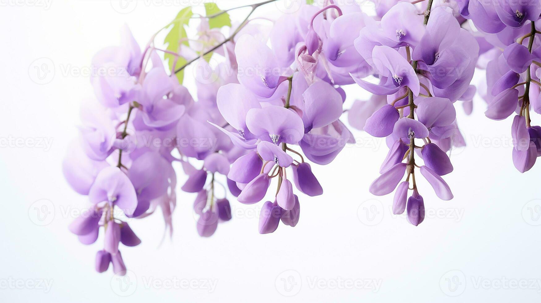 Photo of beautiful Wisteria flower isolated on white background. Generative AI