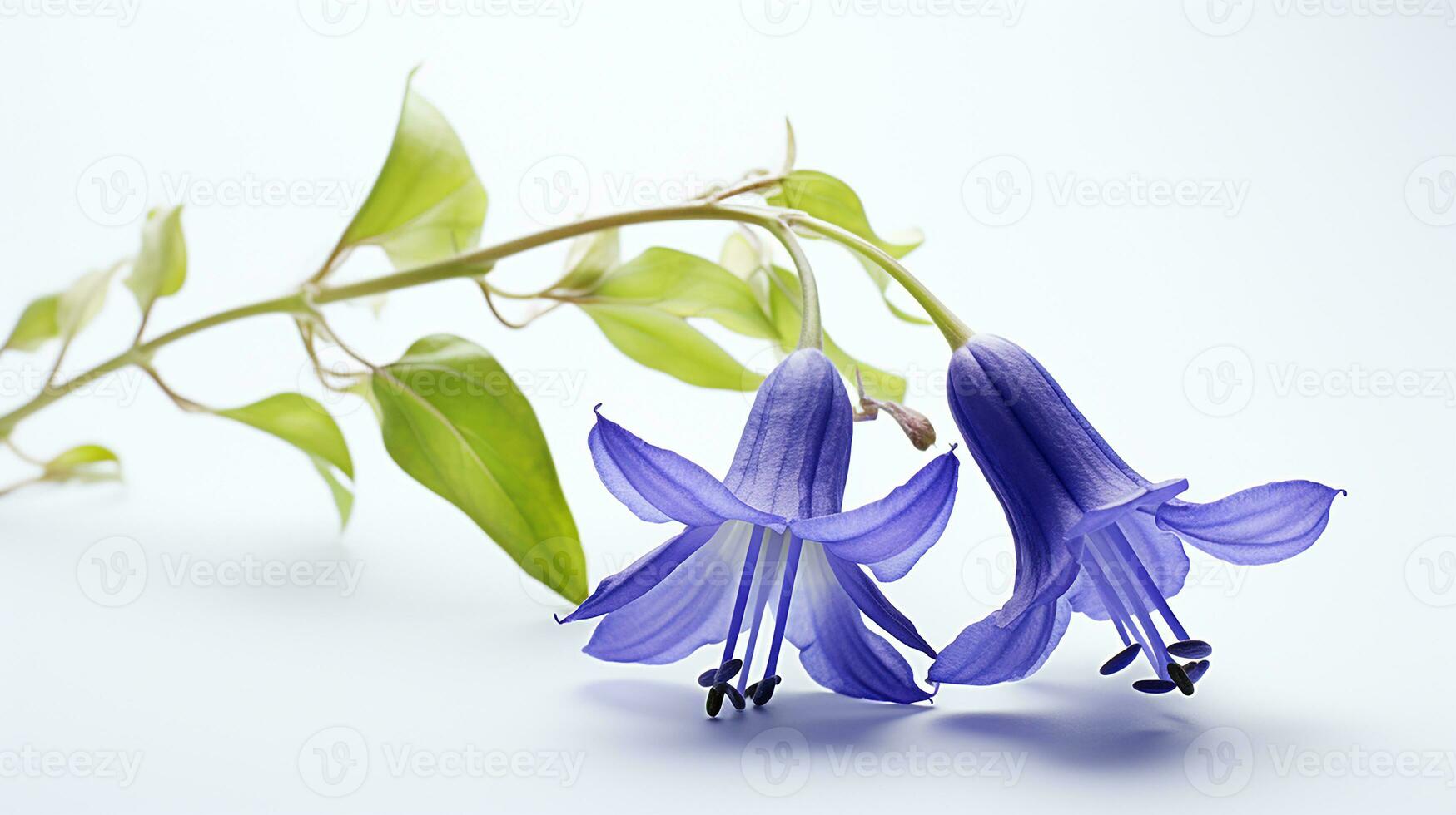 Photo of beautiful Virginia Bluebell flower isolated on white background. Generative AI