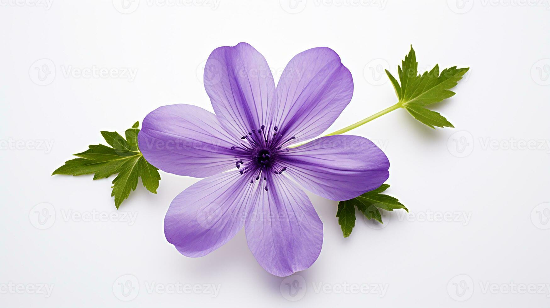 Photo of beautiful Violet flower isolated on white background. Generative AI